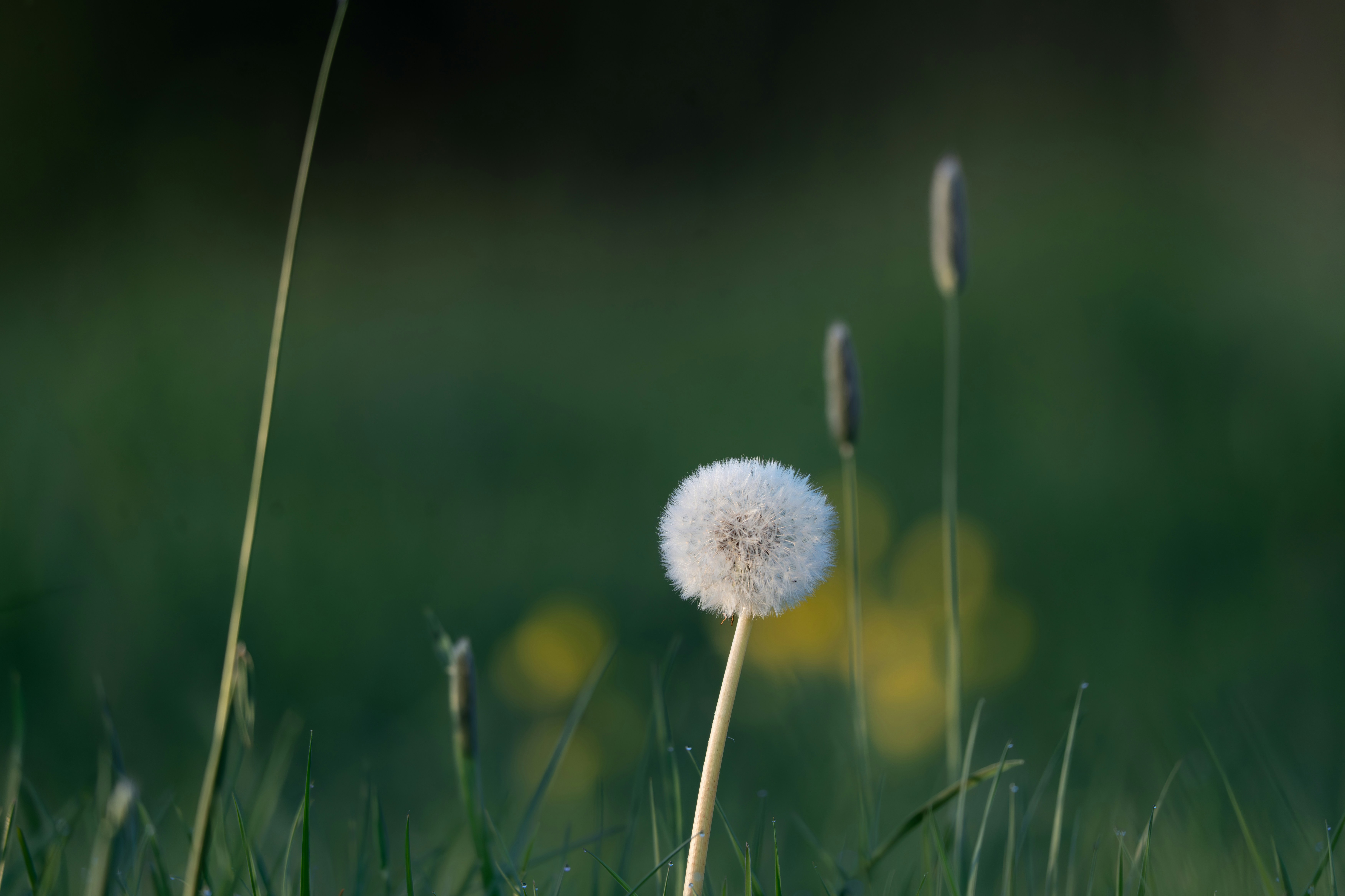 Photo by paul_longhurst