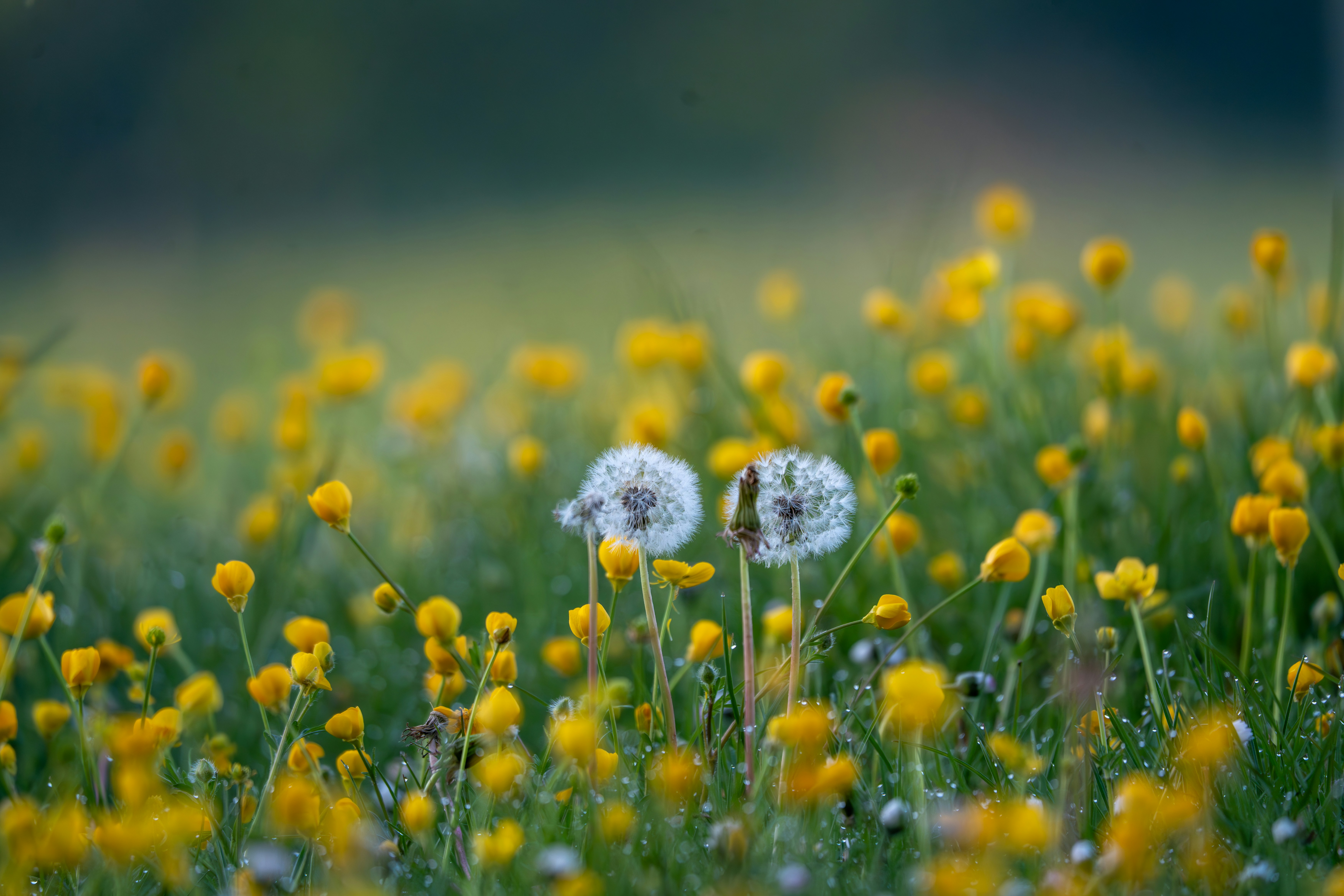 Photo by paul_longhurst