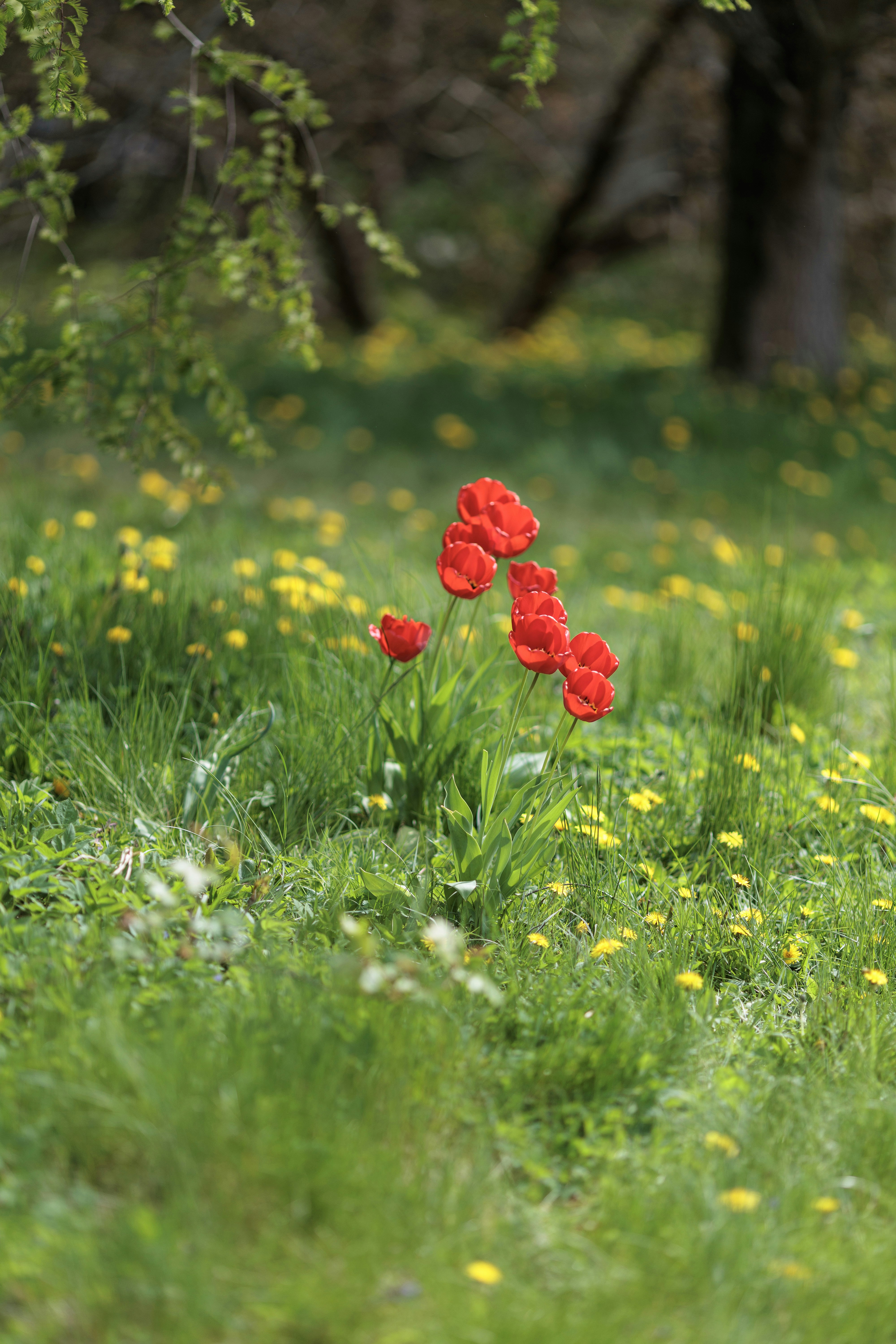 Red tulips bloom in a lush green field.