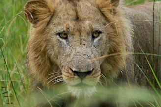 A majestic lion gazes directly at the viewer.
