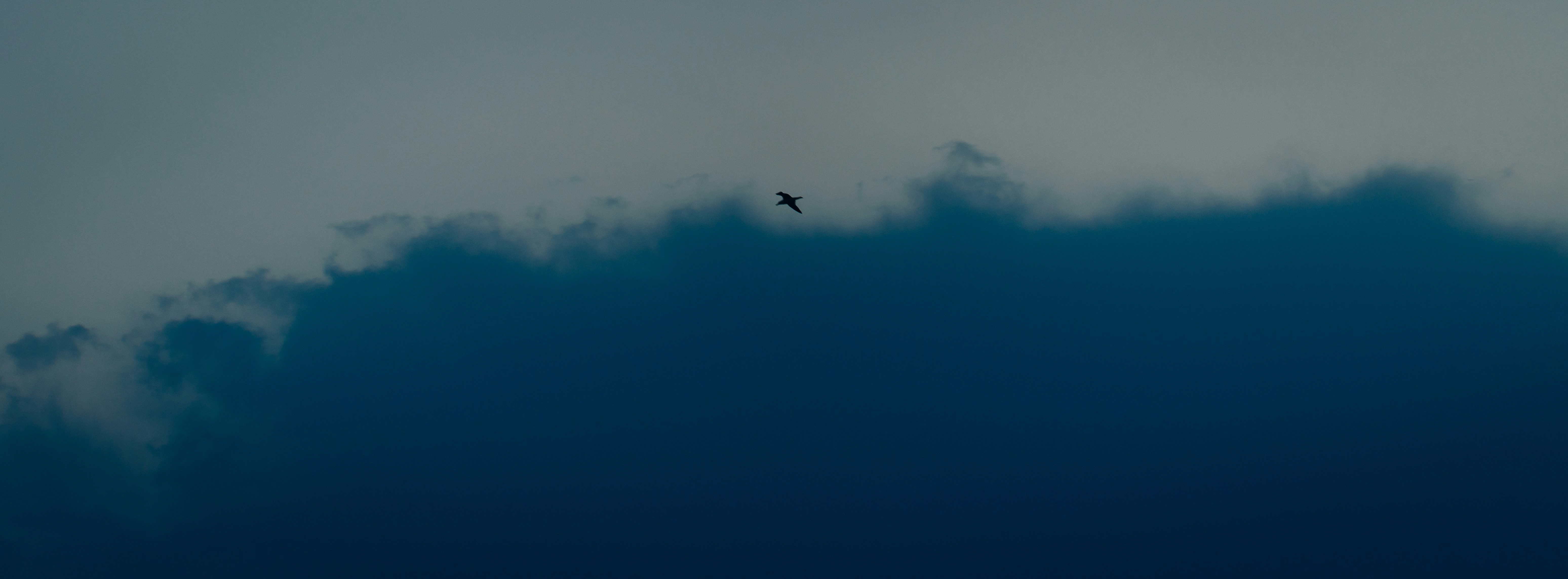 A dark blue sky with a distant bird.