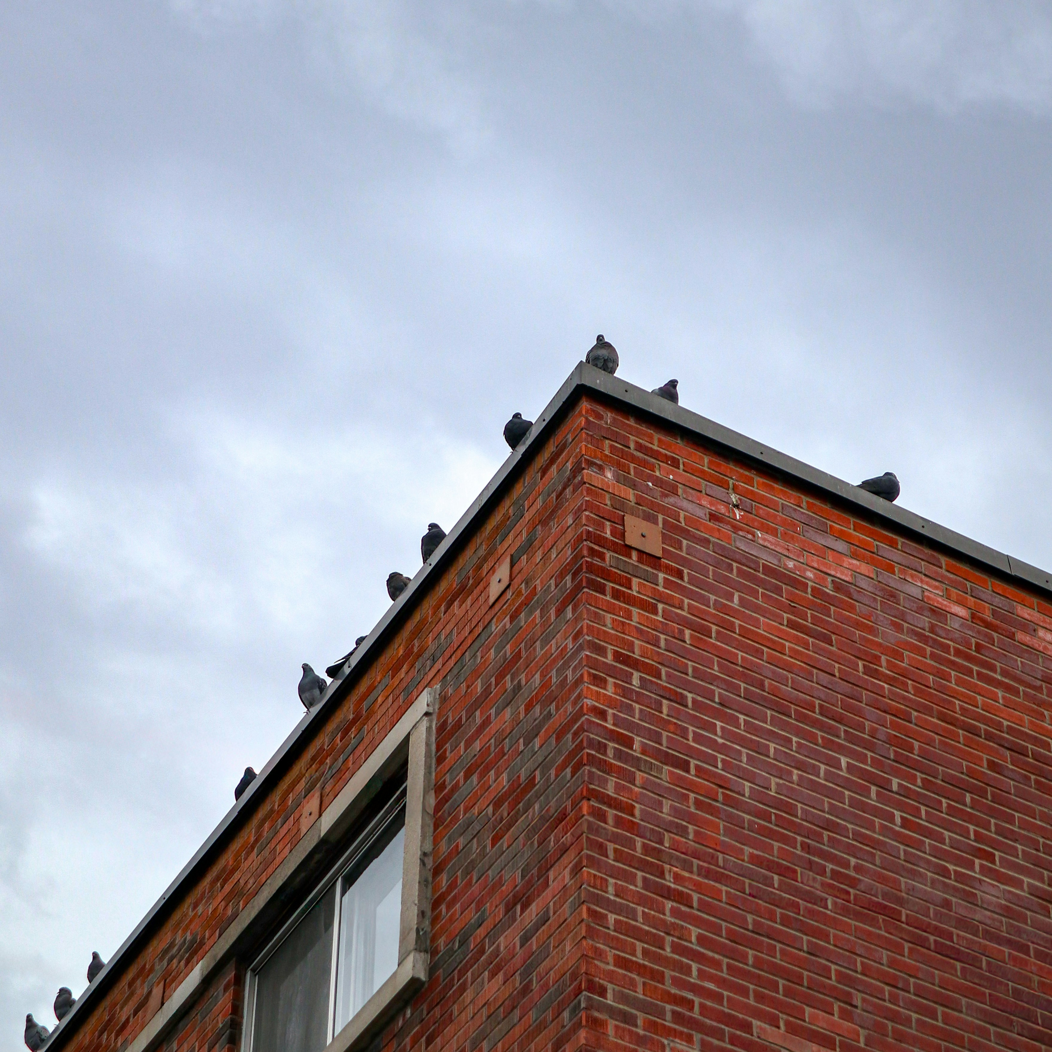 Des pigeons sont perchés sur le bord d’un bâtiment en briques.