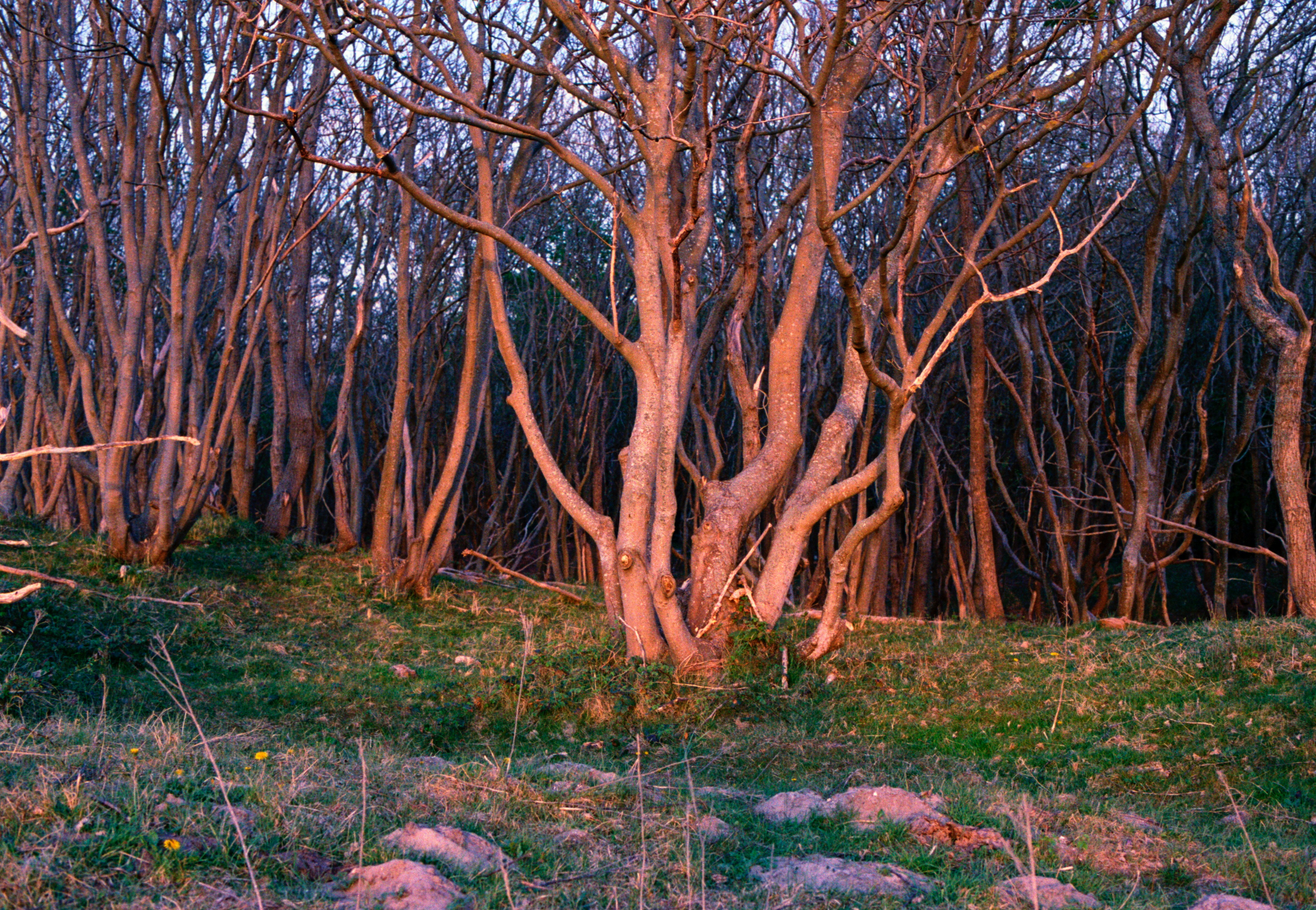 Bare trees stand in a forest with a light glow