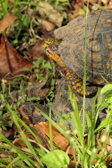 Two turtles are nestled in green grass