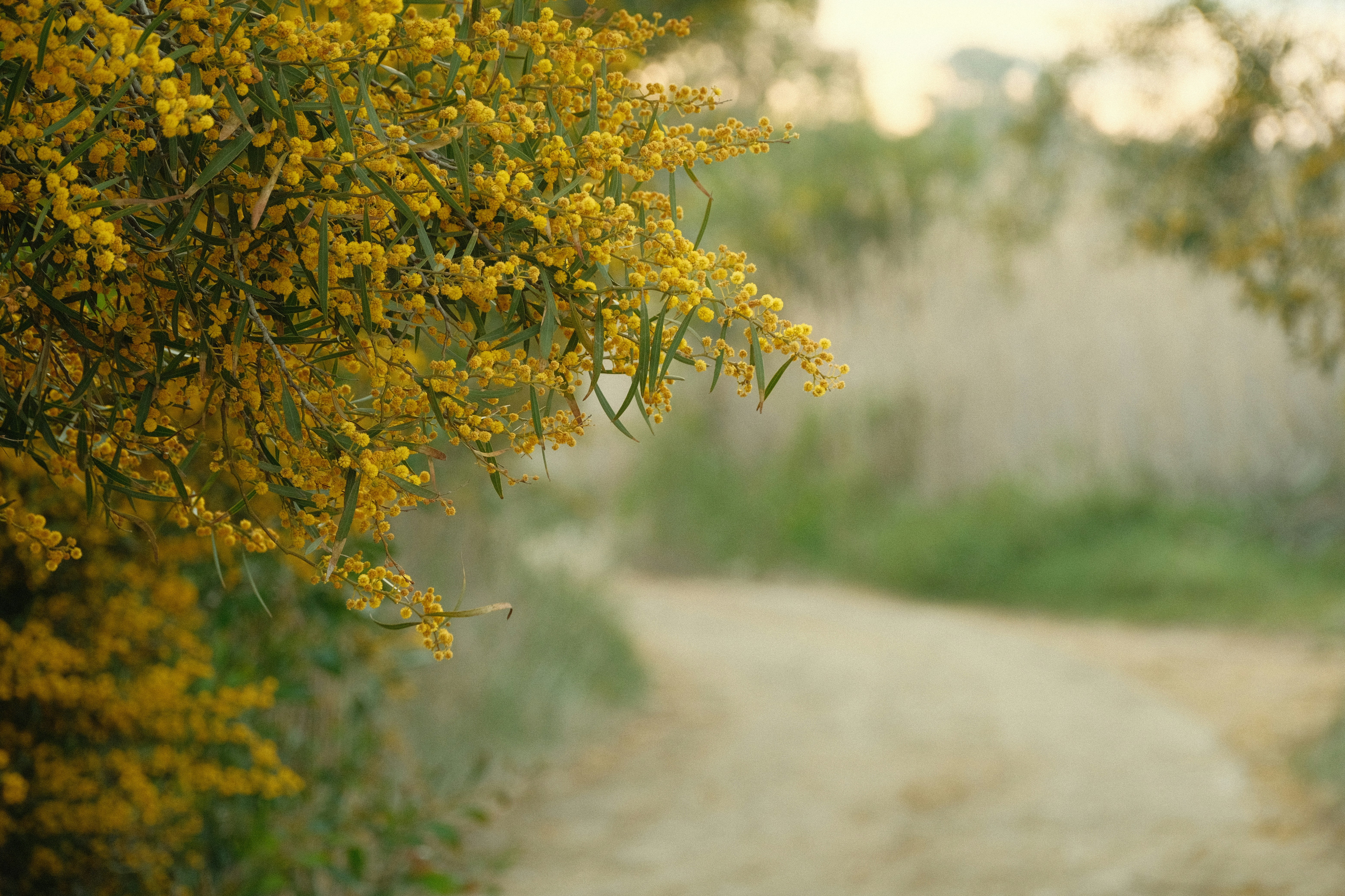 Yellow flowers bloom beside a winding path.
