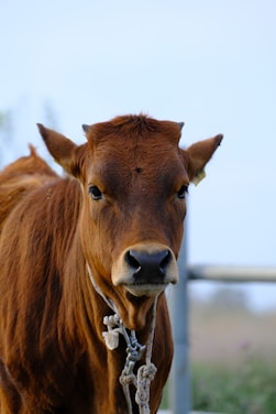 A brown cow is looking directly at the camera.