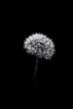 A dandelion seed head stands out against black.