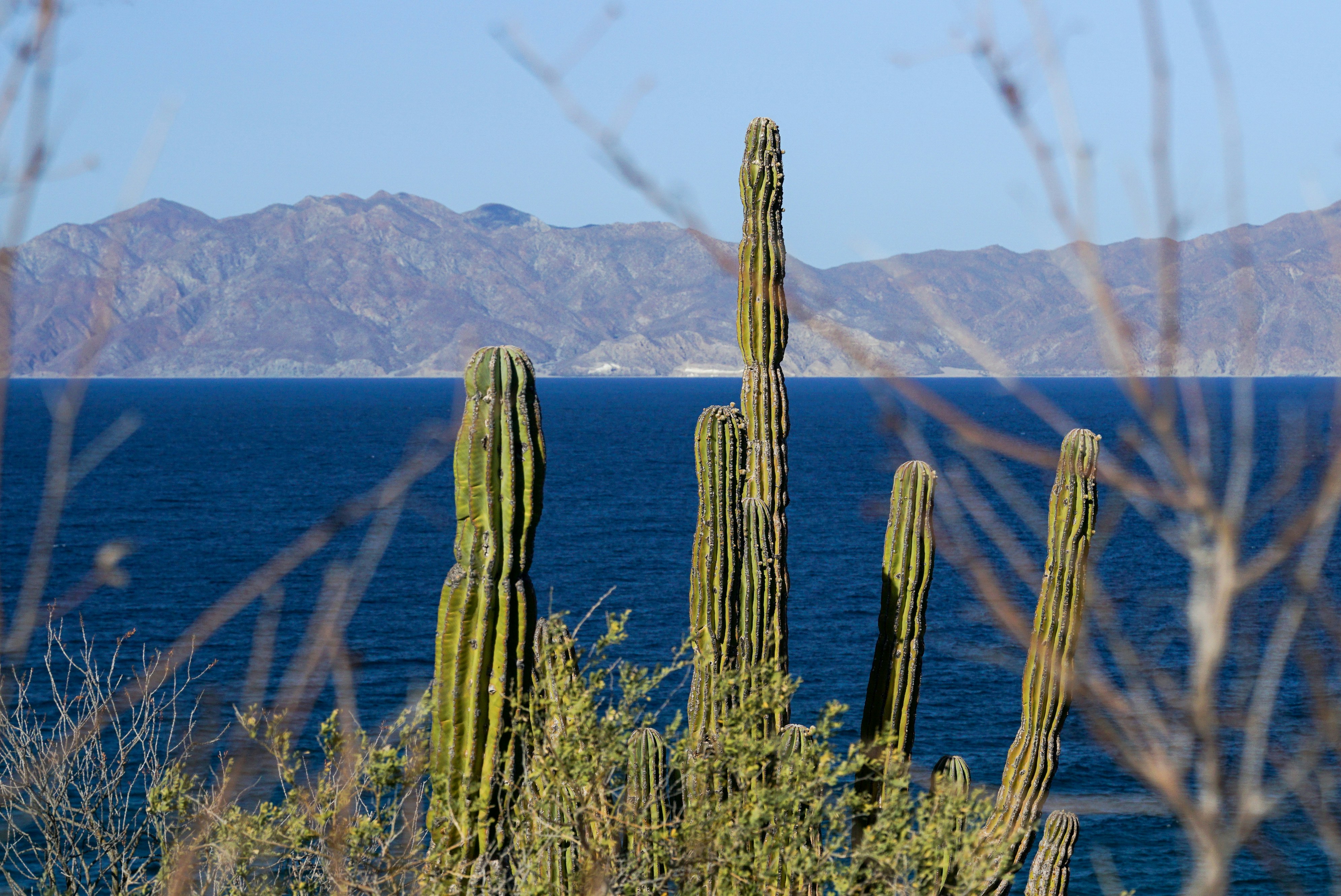 Les cactus se dressent avec une vue sur l’océan.