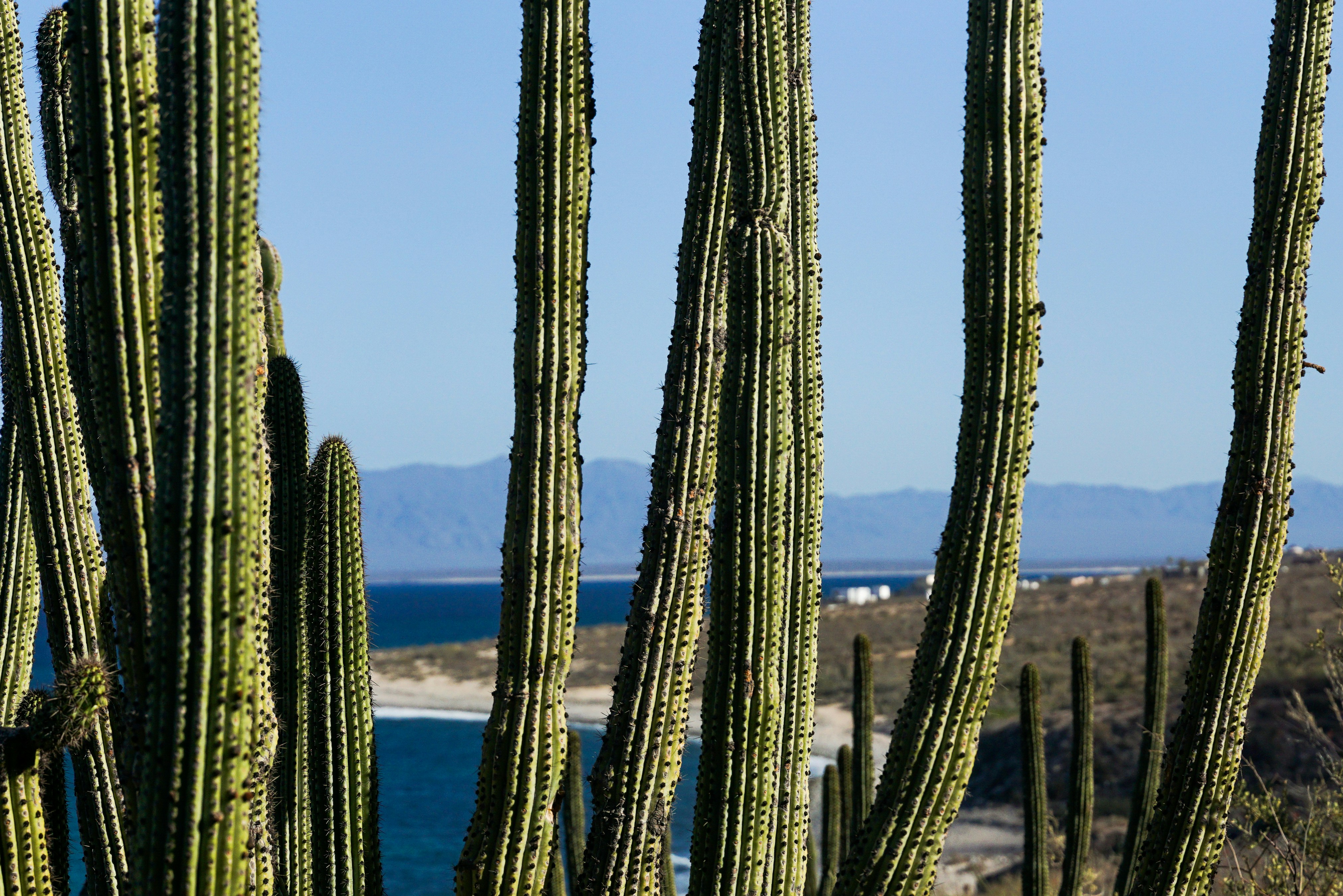 De grands cactus se dressent devant une vaste vue sur l’océan.