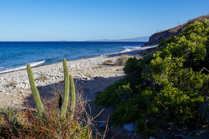 Cardon cactus above a wild Sea of Cortez beach on the East Cape
