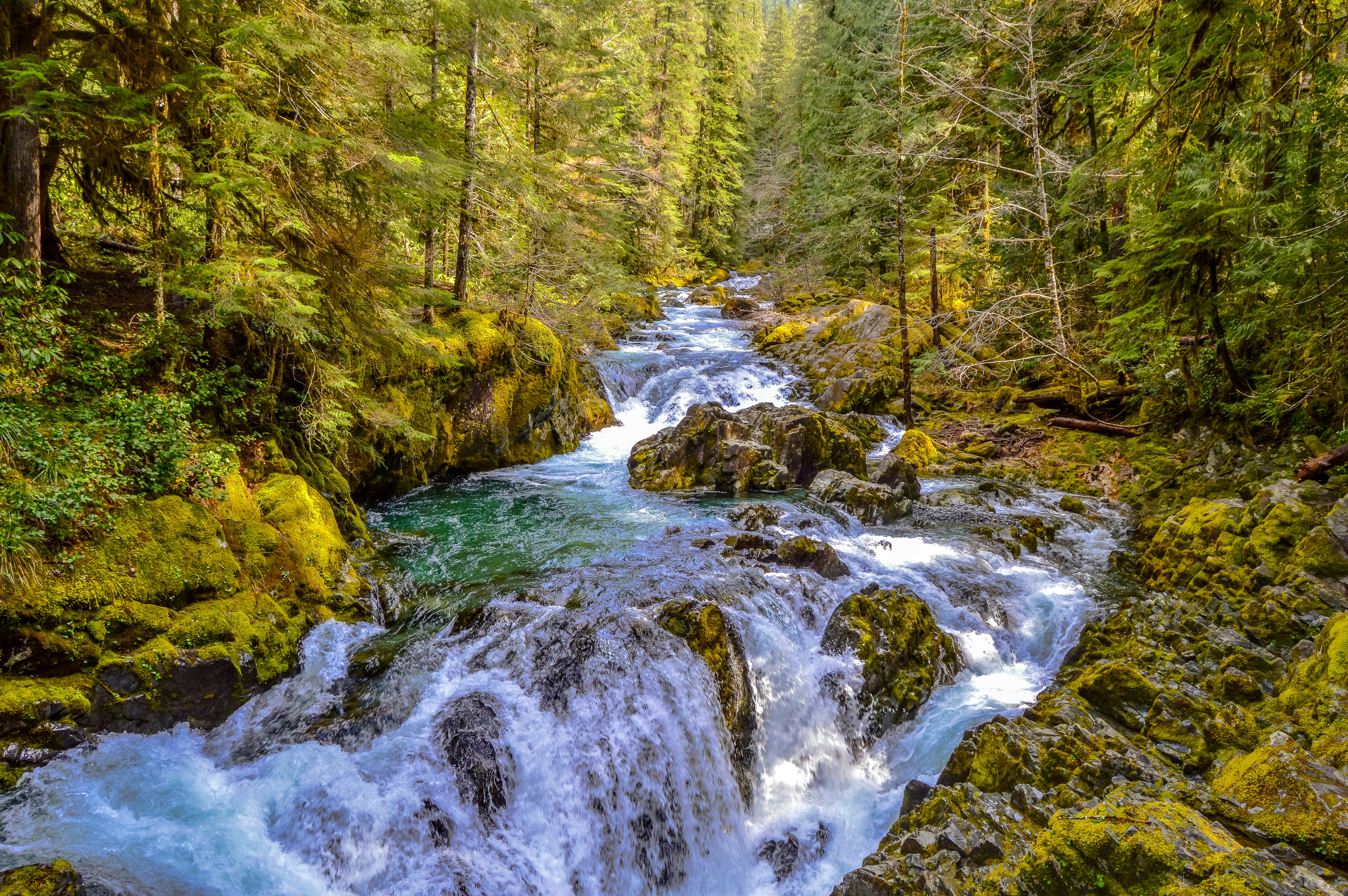 A rushing river flows through a lush green forest.