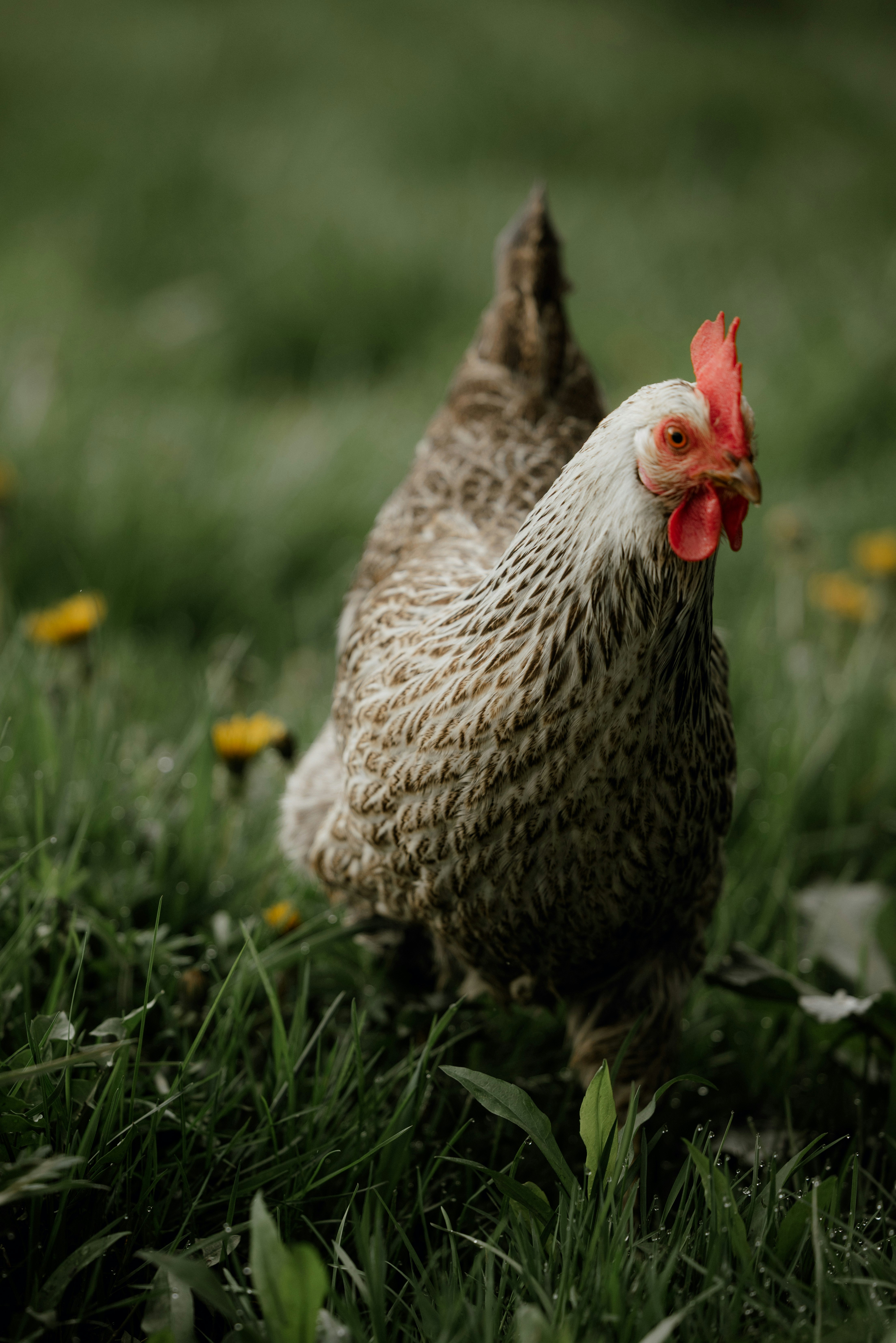 A chicken stands in a field of green grass.