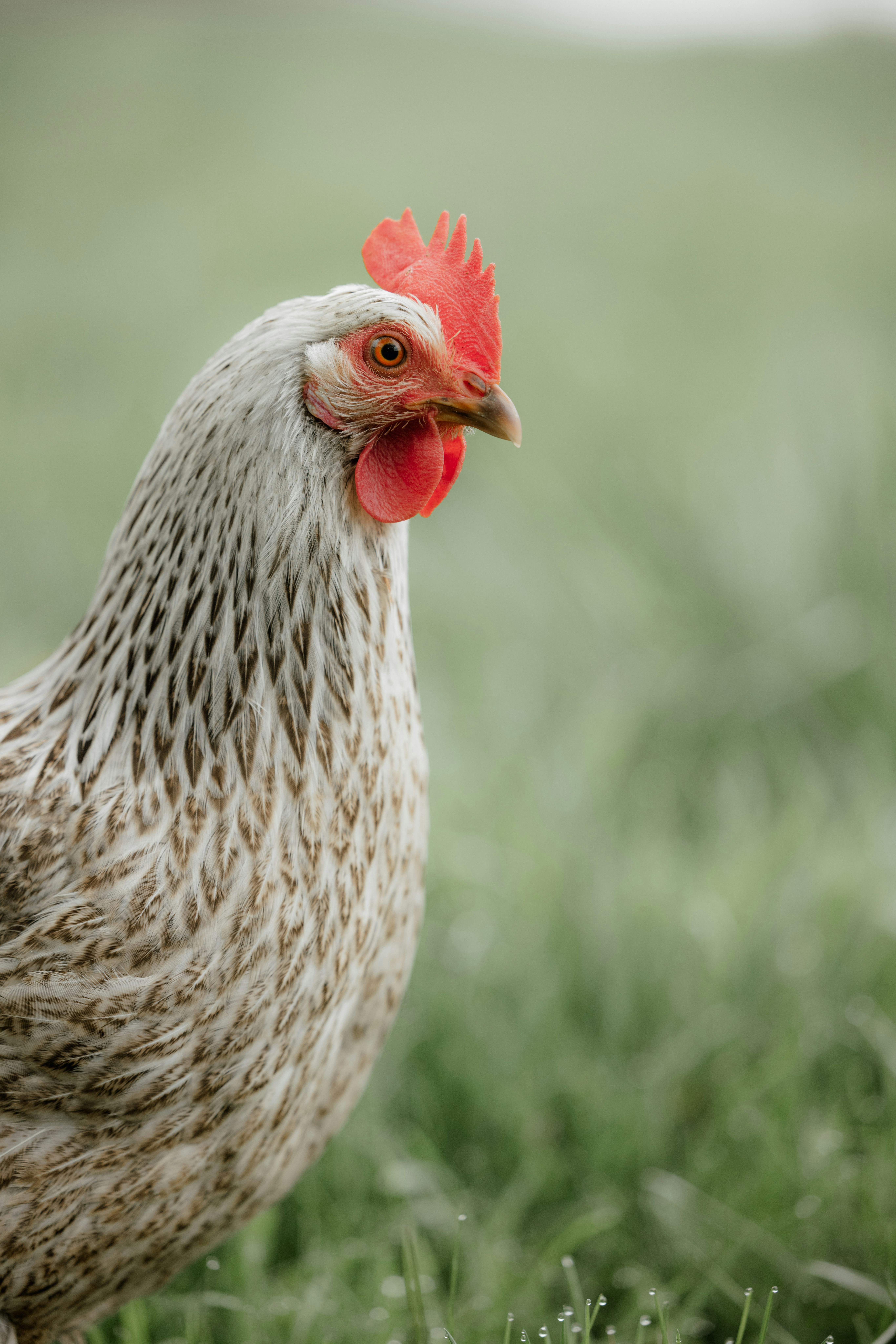 A chicken stands tall amidst the green grass.