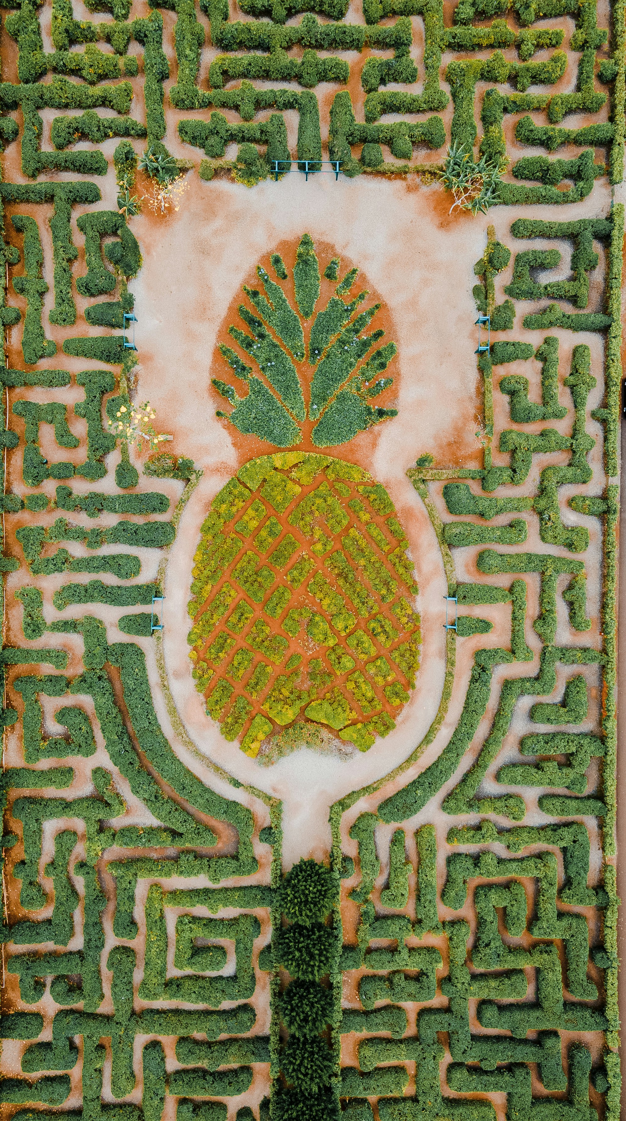 A pineapple maze with green hedges and pathways.