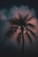 A palm tree silhouetted against the night sky.