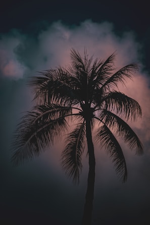 A palm tree silhouetted against the night sky.
