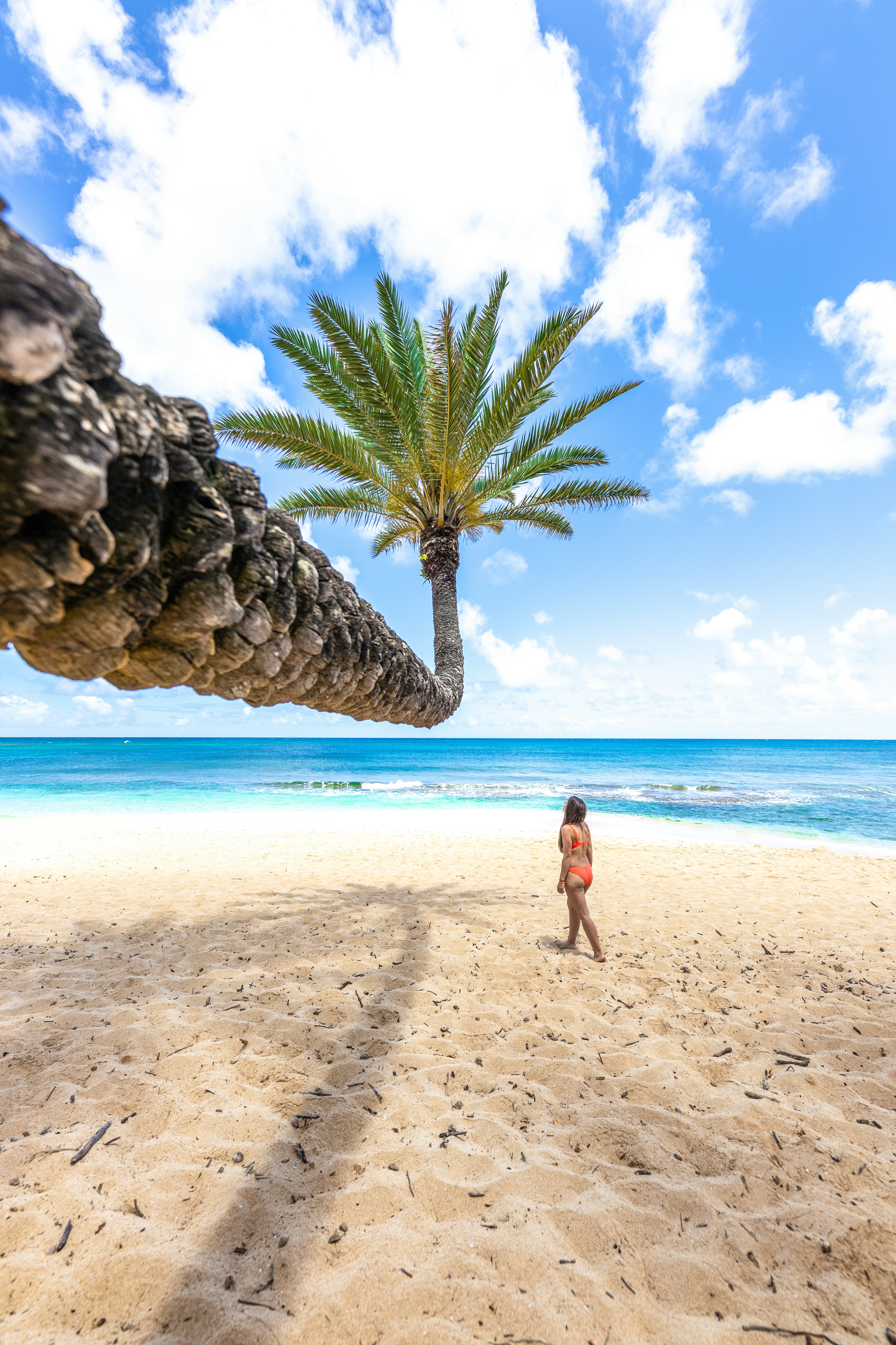 Eine Palme lehnt sich über einen Strand.