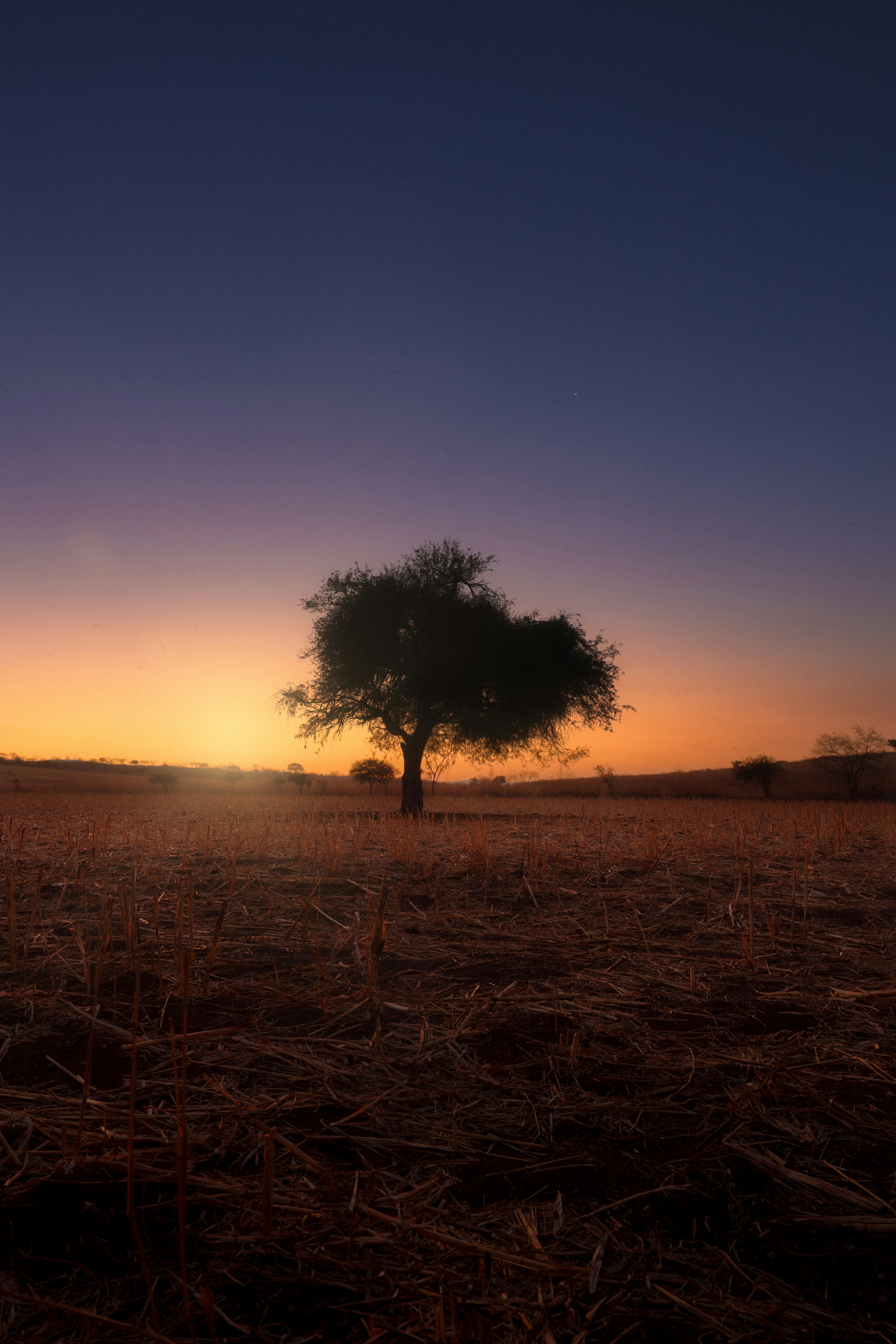 Un albero solitario si staglia contro il tramonto.