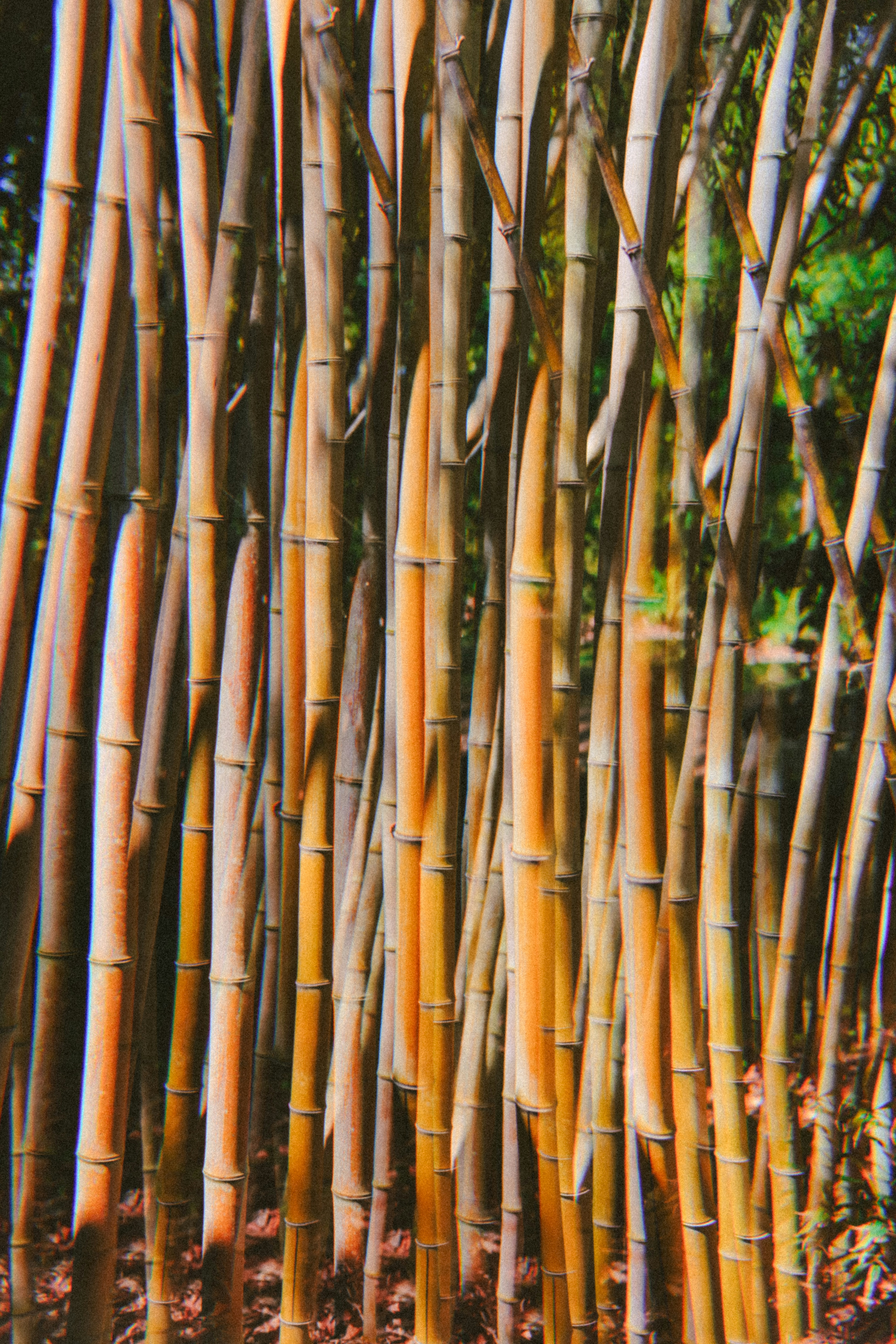 Un gros plan de tiges de bambou dorées.