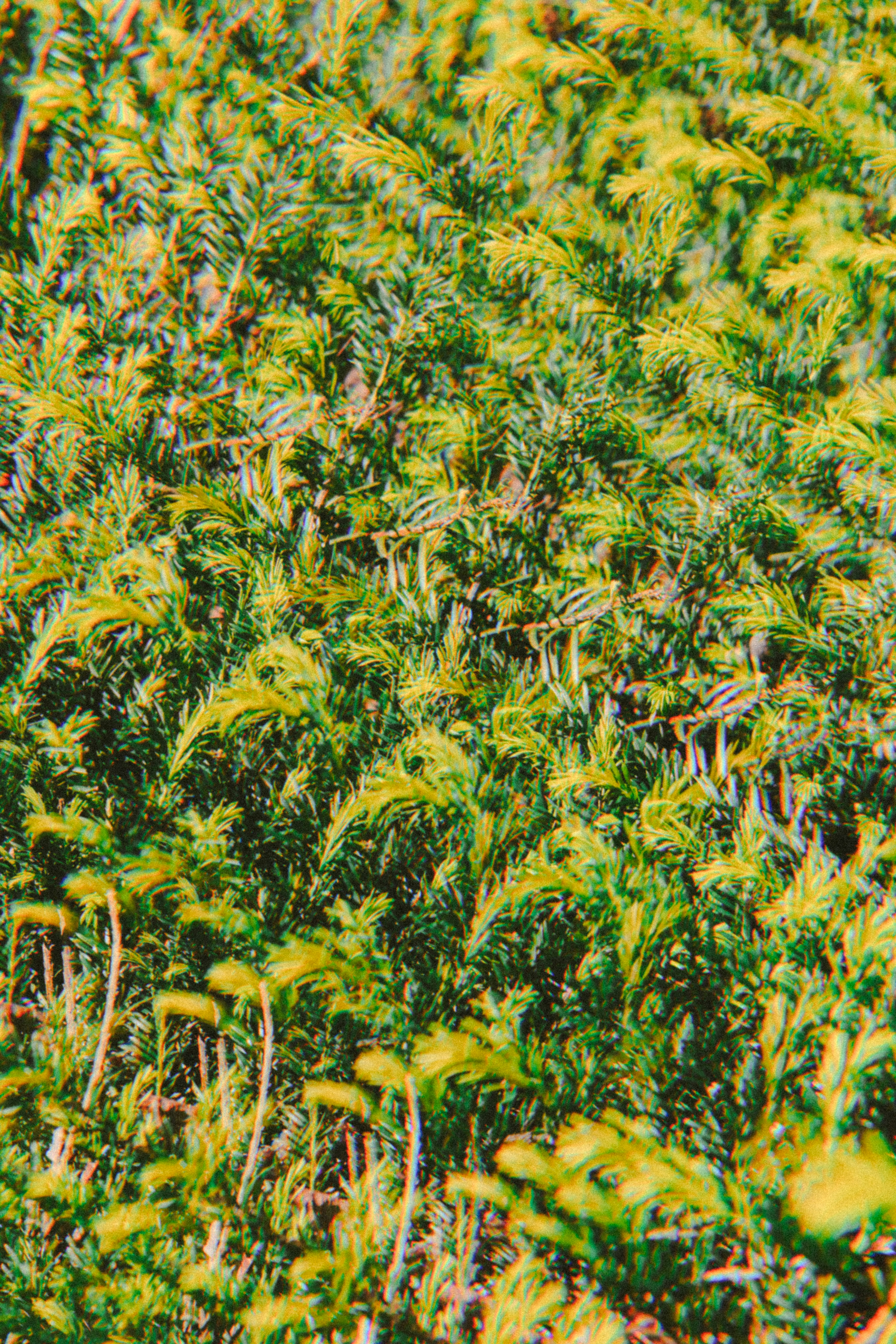 Lush, green foliage fills the picture.