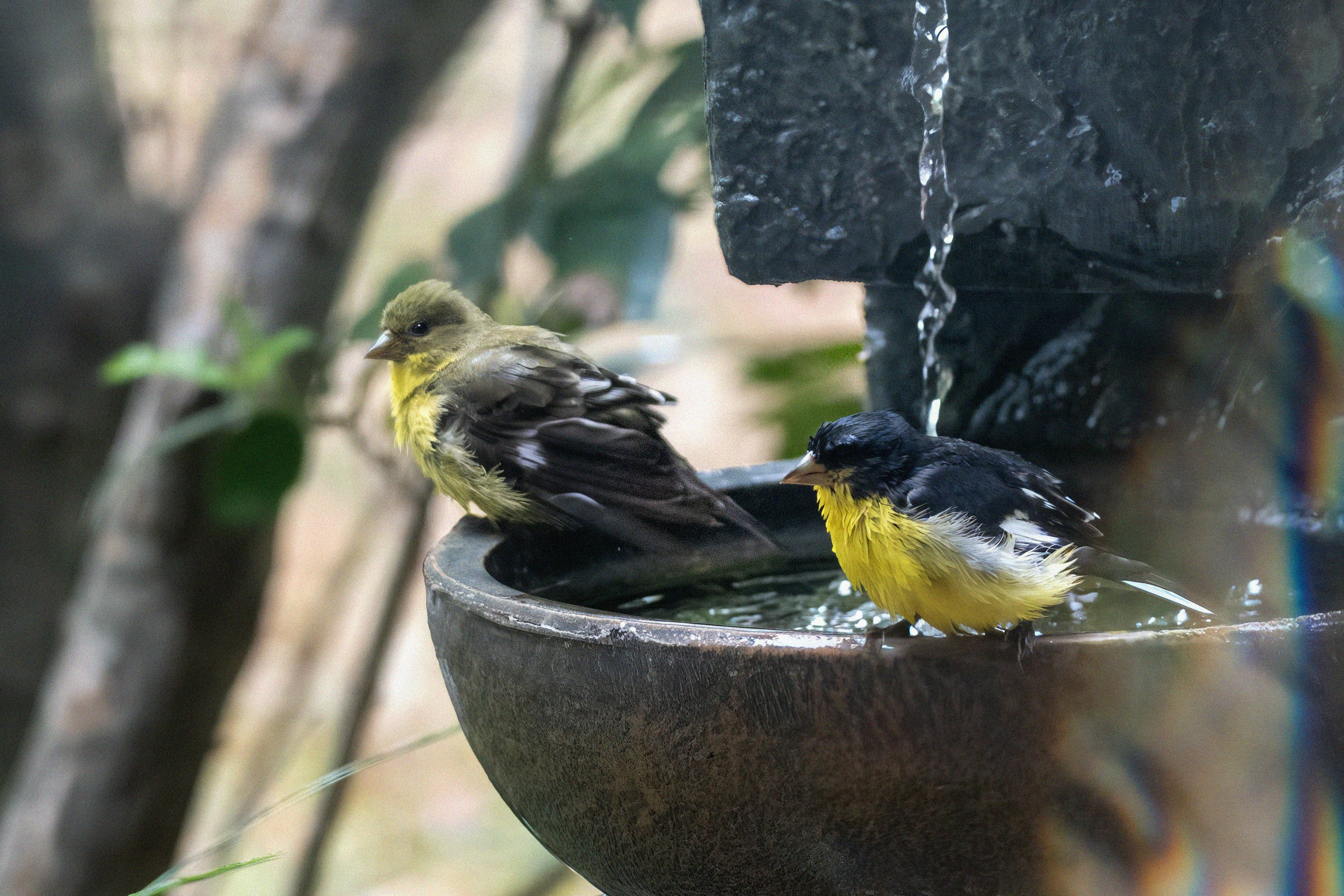 Birds are bathing in a bird bath.