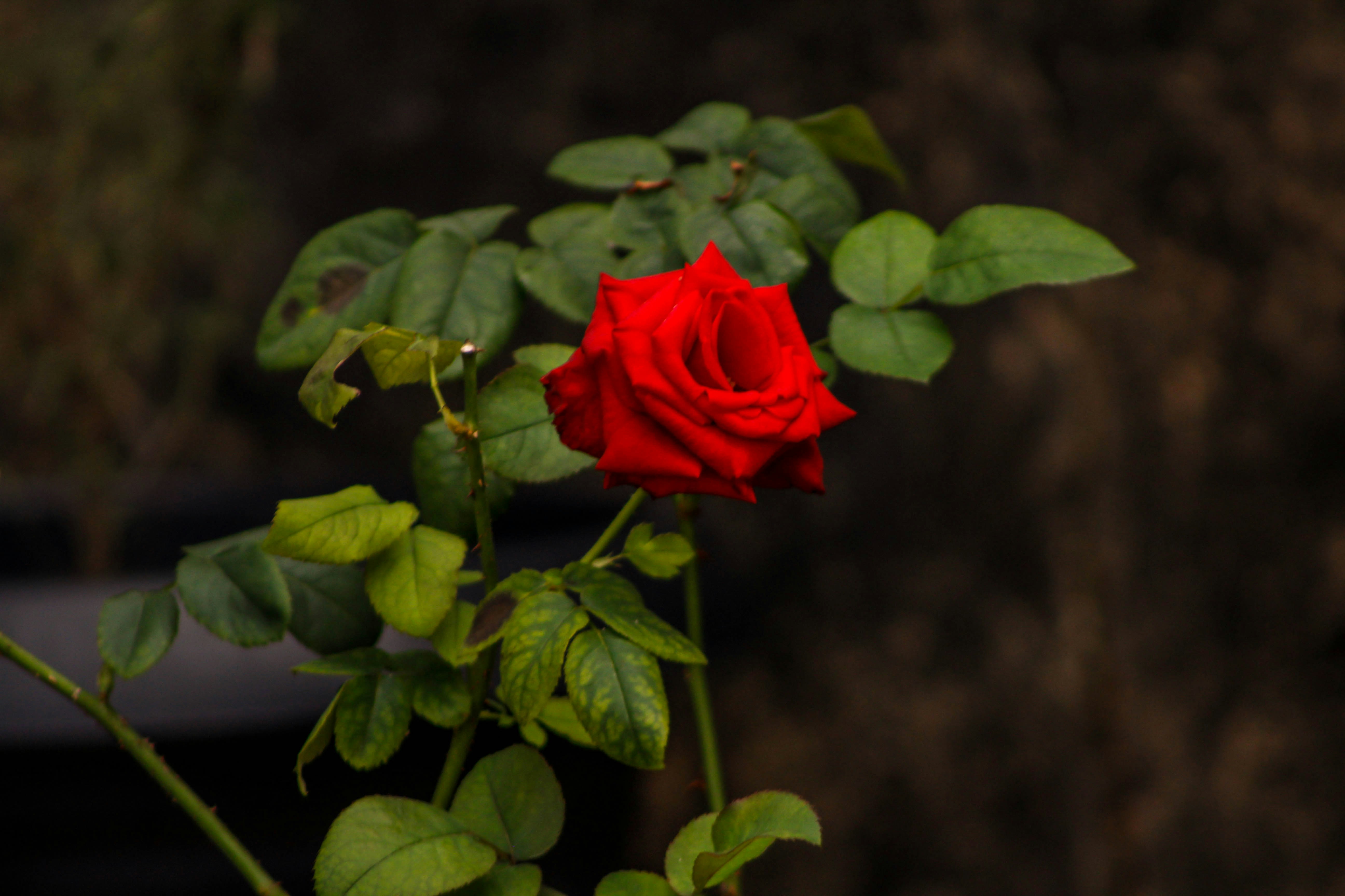 Photo by eric_silva821