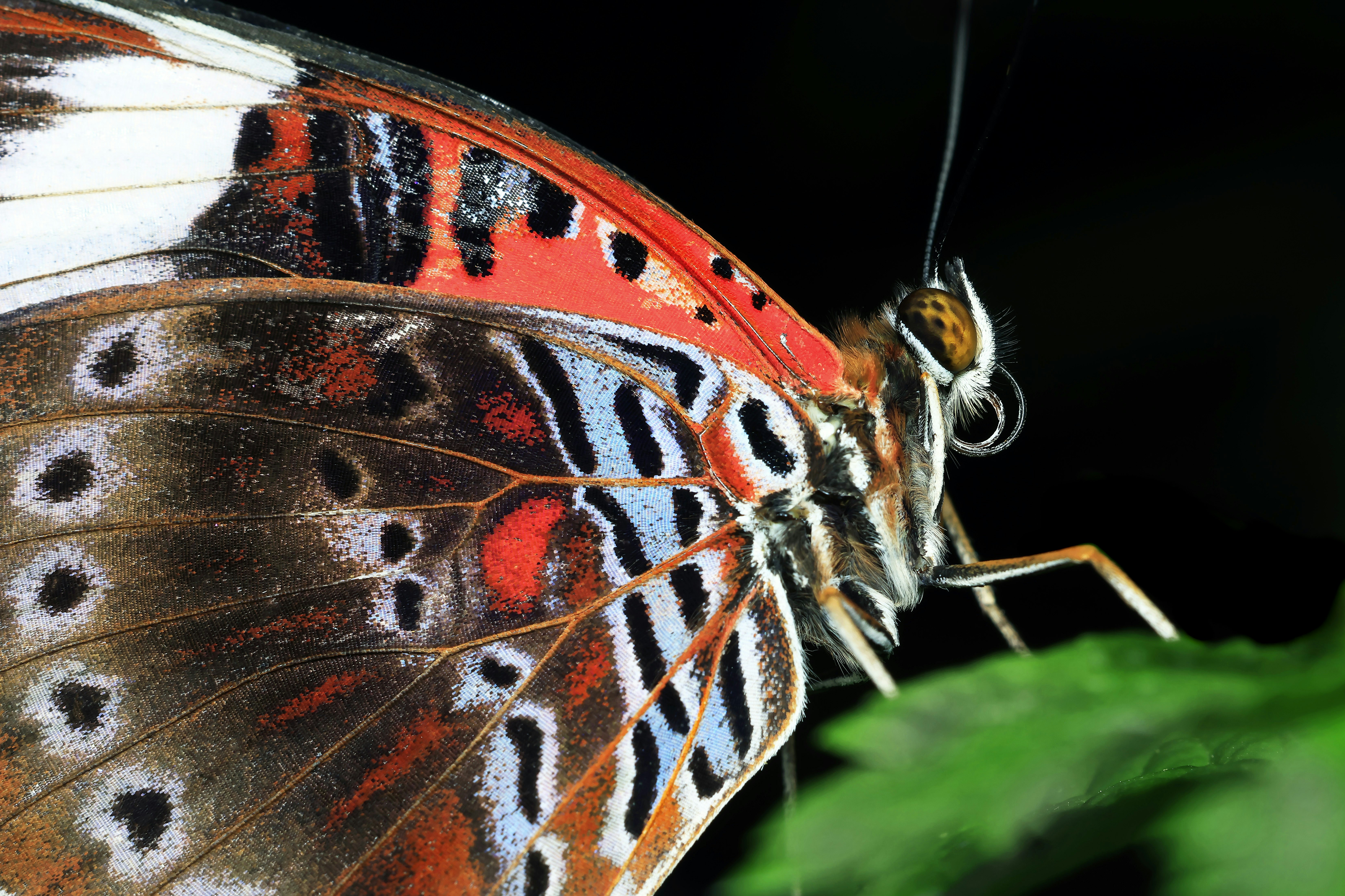 A colorful butterfly is seen up close.