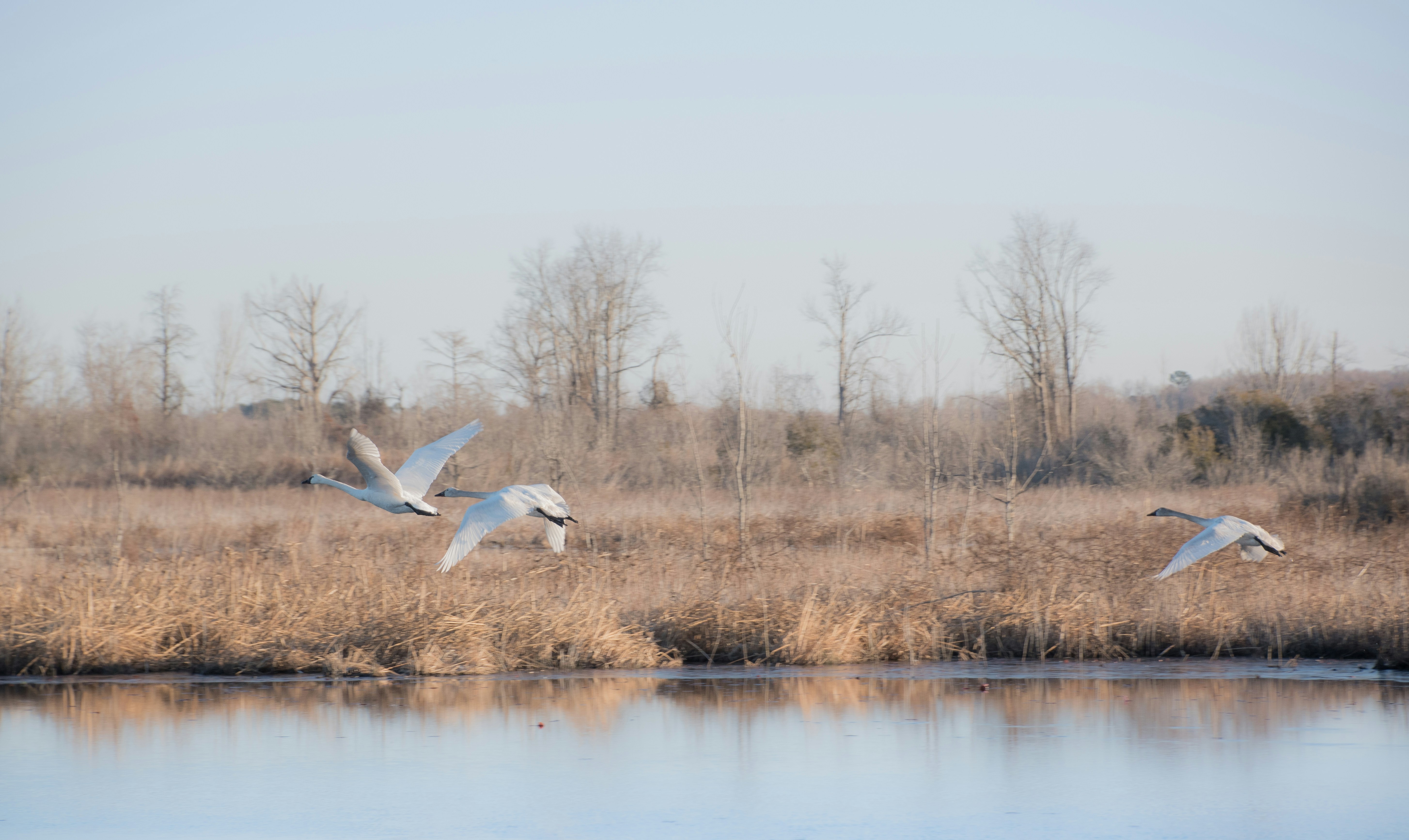 Photo by attaliehart