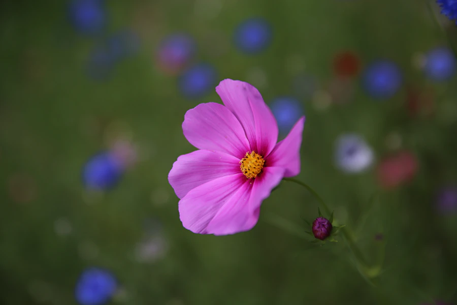 A pink flower blooms amidst a colorful field.