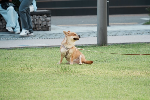 A dog sits on the grass, enjoying the outdoors.