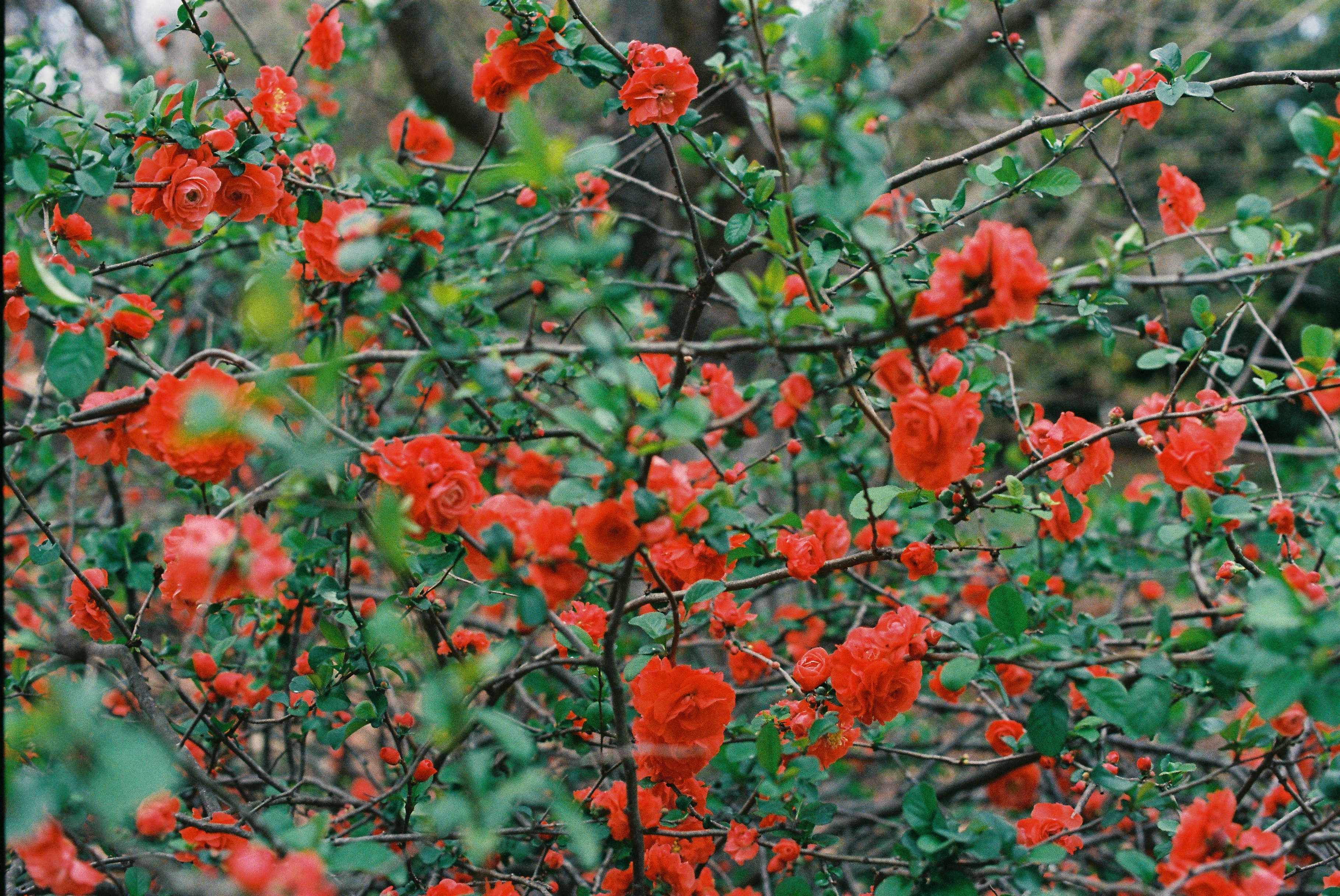 Photo by attaliehart