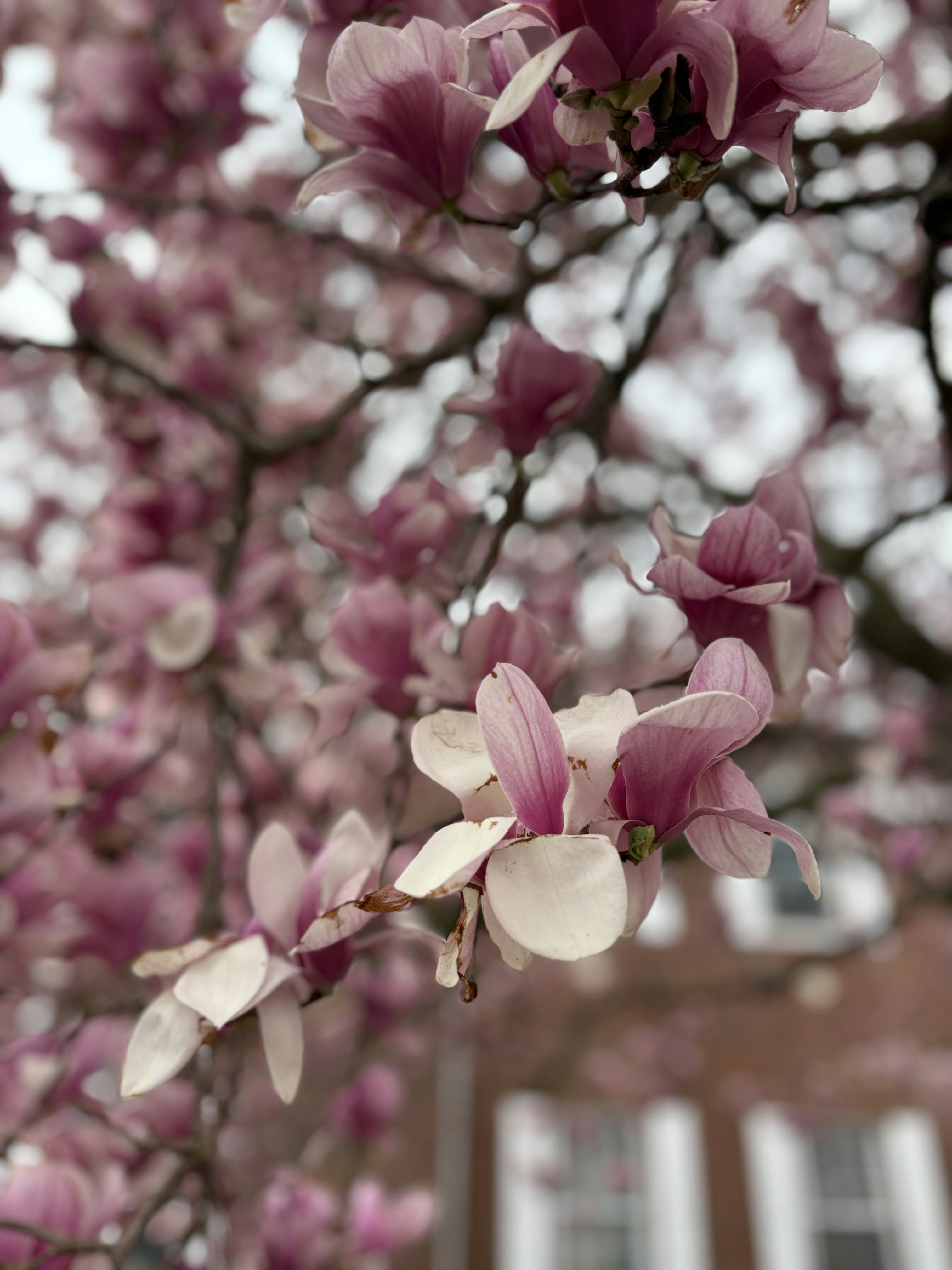 Magnolia tree blooms with beautiful, pink flowers.