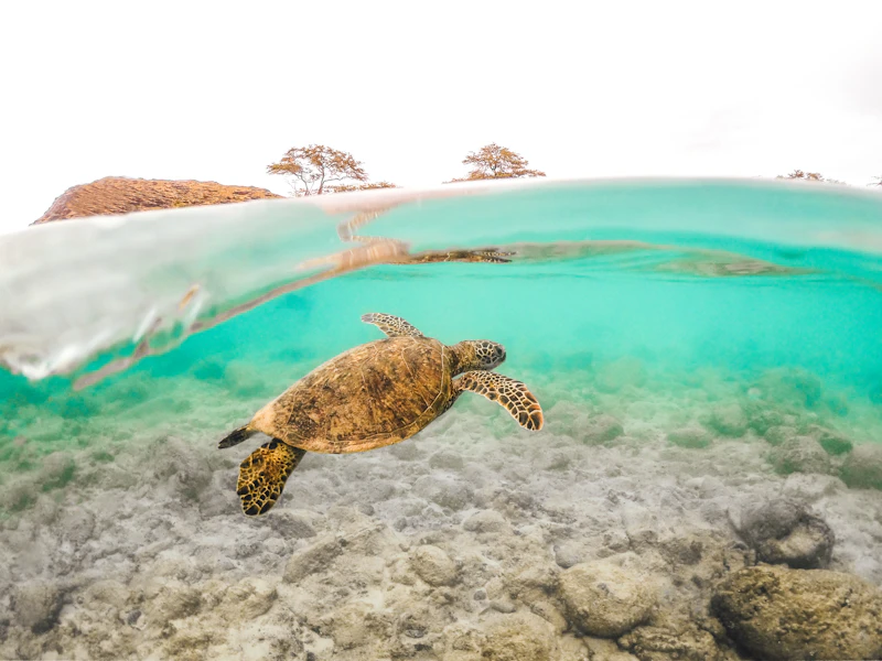 Tortuga marina nadando en aguas cristalinas