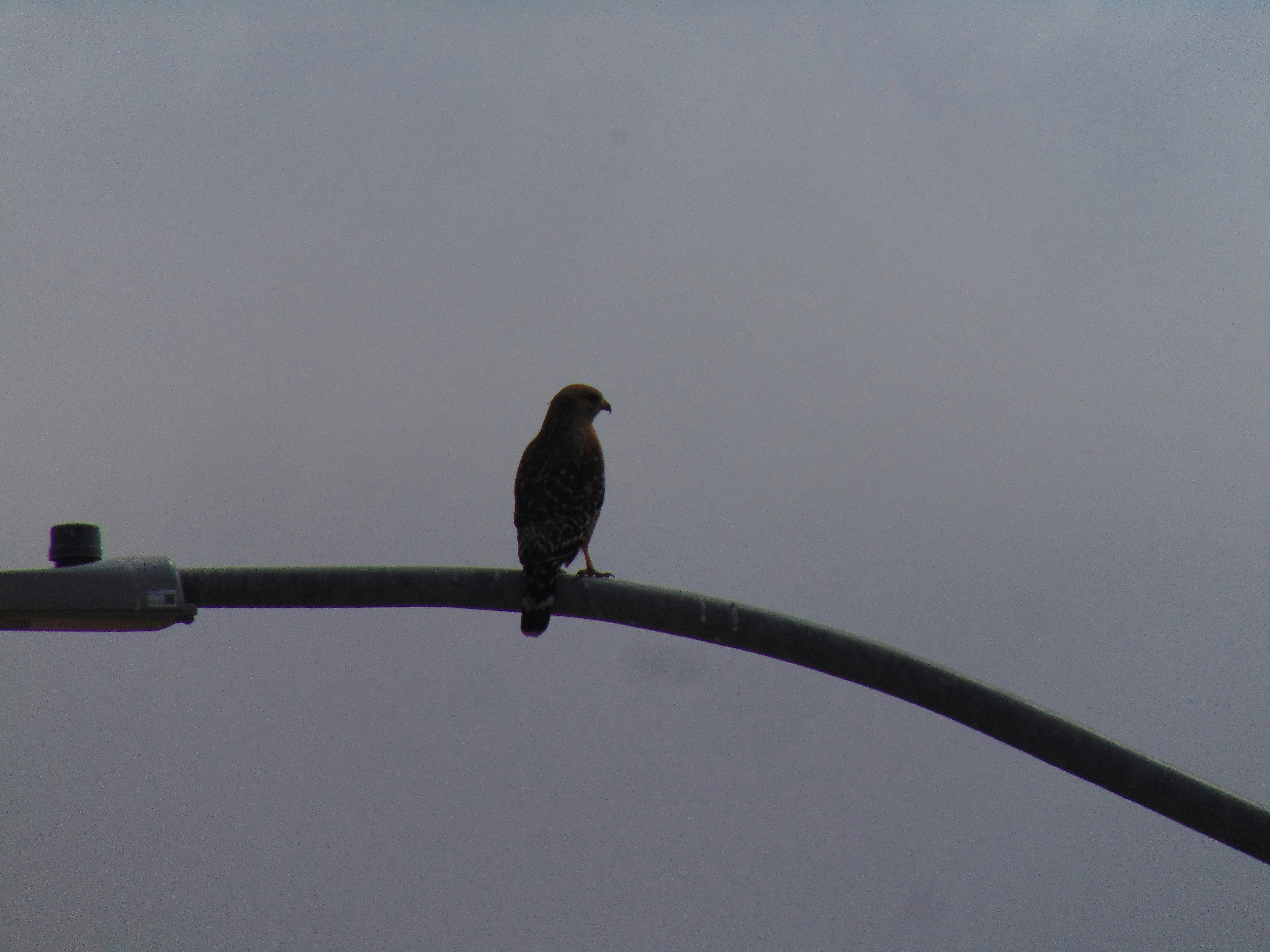 A bird perches on a curved metal beam.