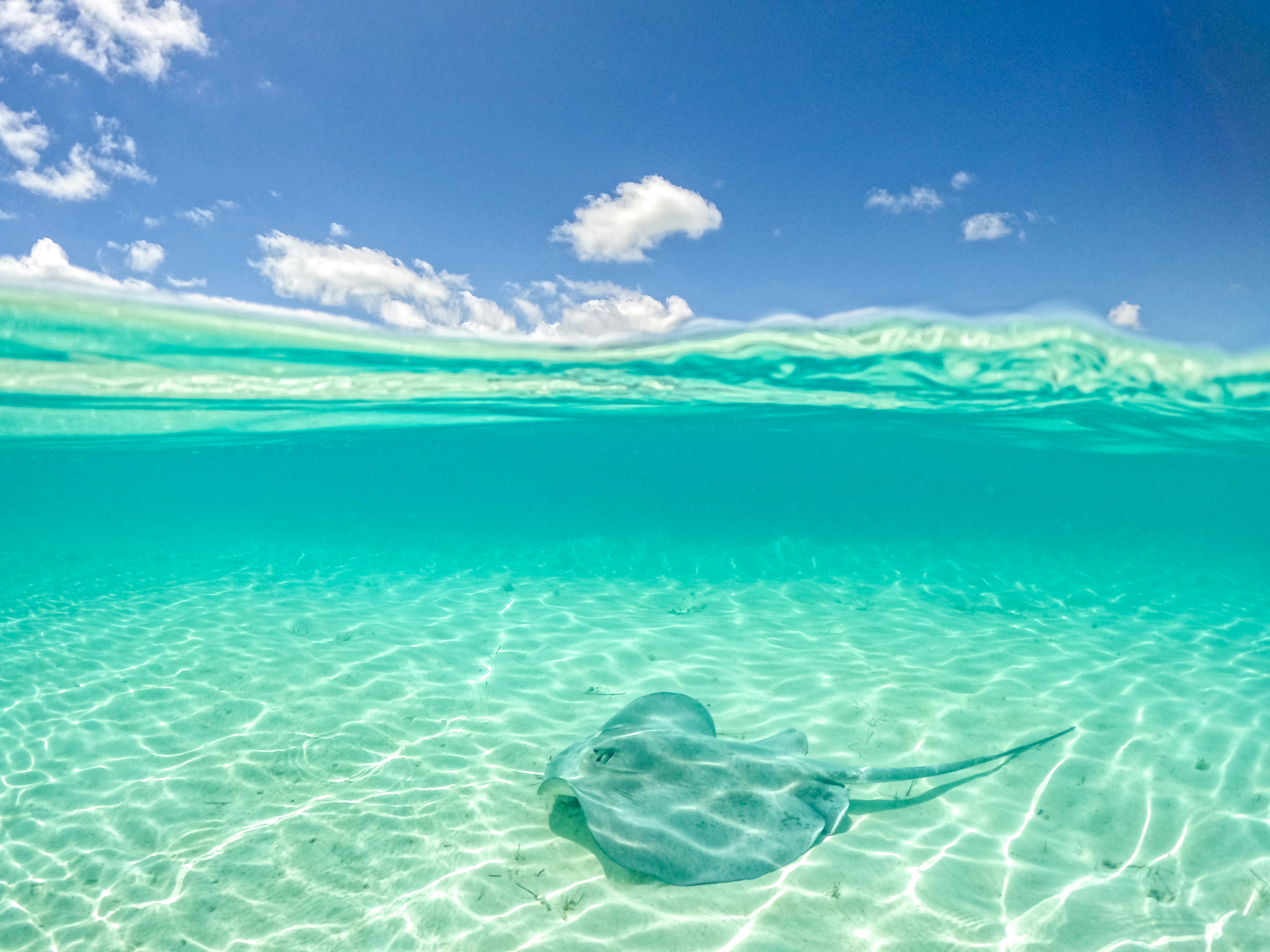 Une raie pastenague nageant librement dans les eaux claires tropicales