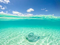 A stingray glides in clear, tropical waters.