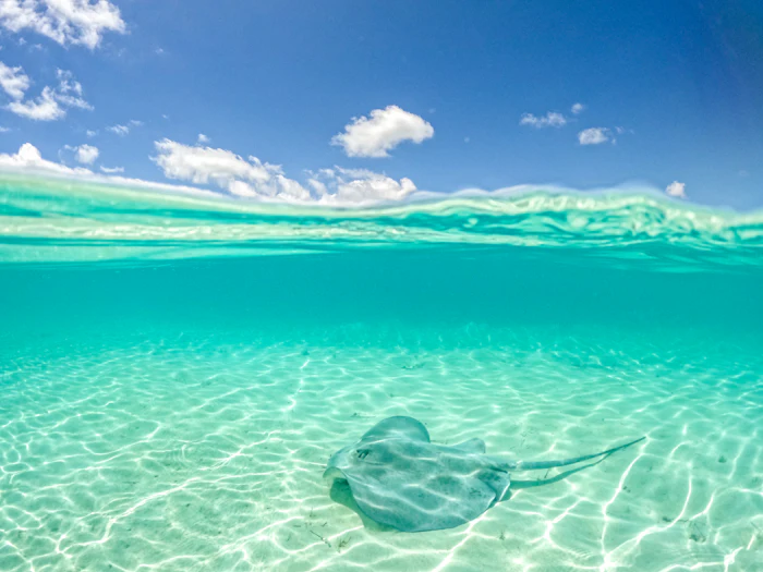 A stingray gliding over sand in clear, shallow water