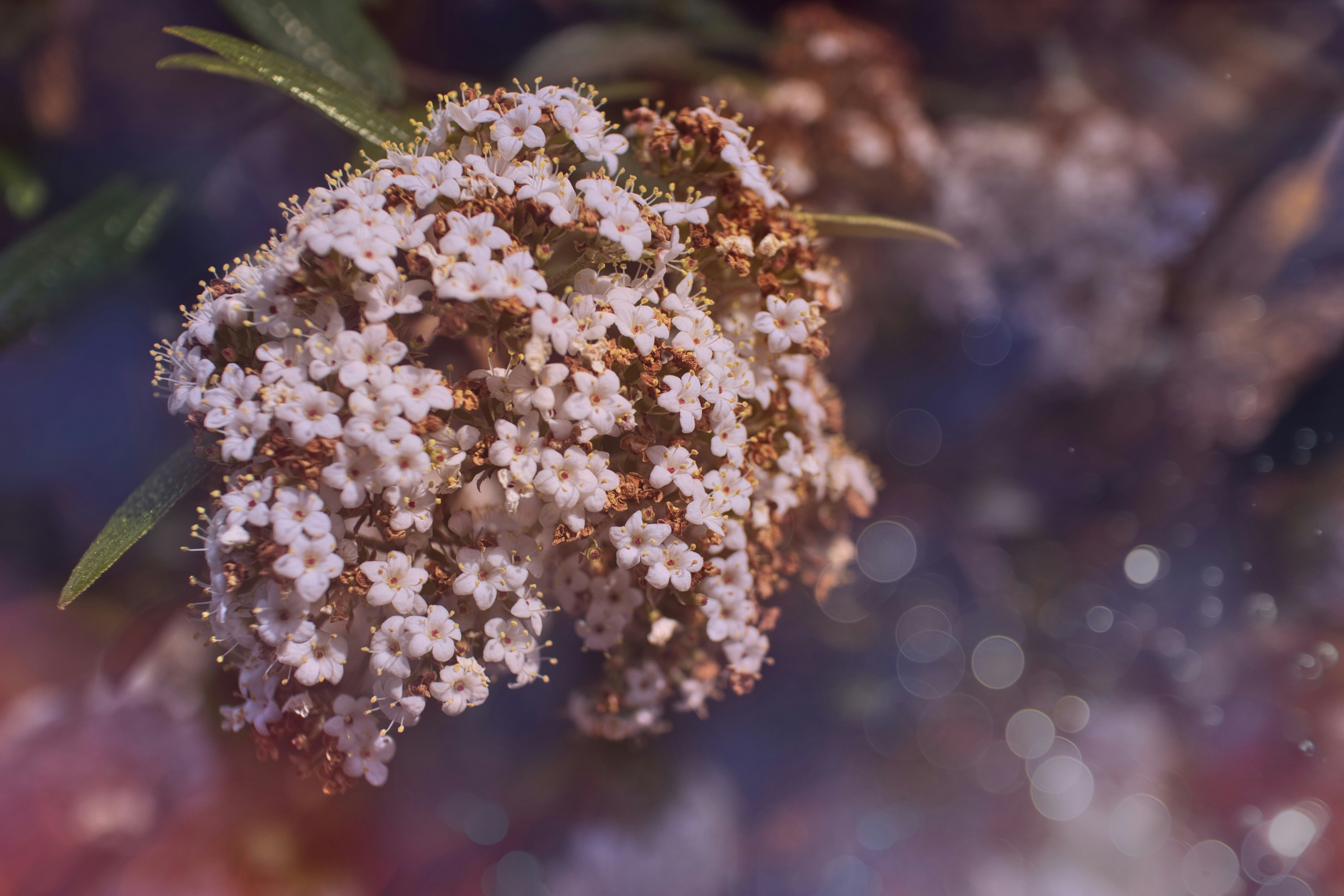 Here's a possible caption: white flowers bloom brightly.