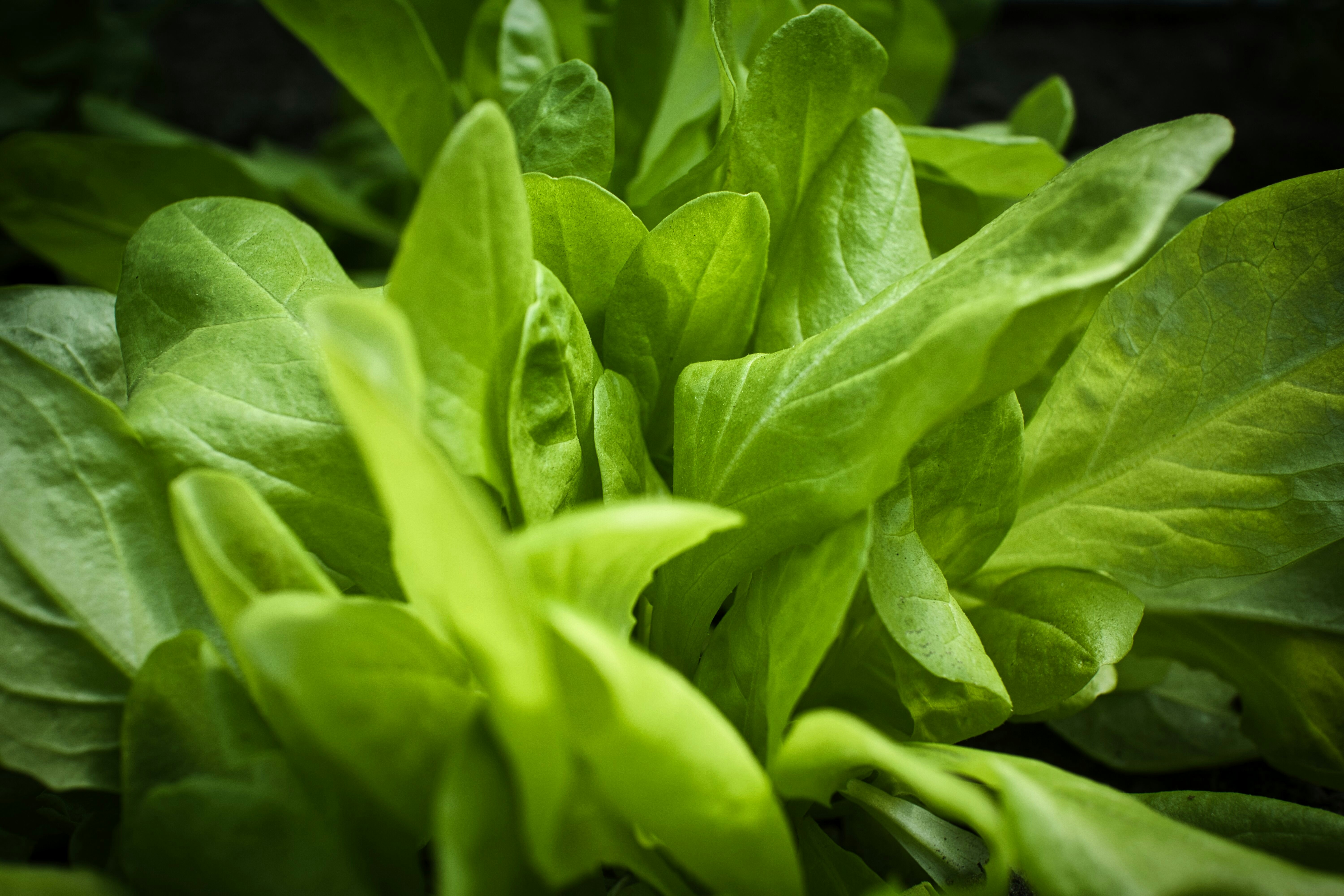 Photo by artur_luczka