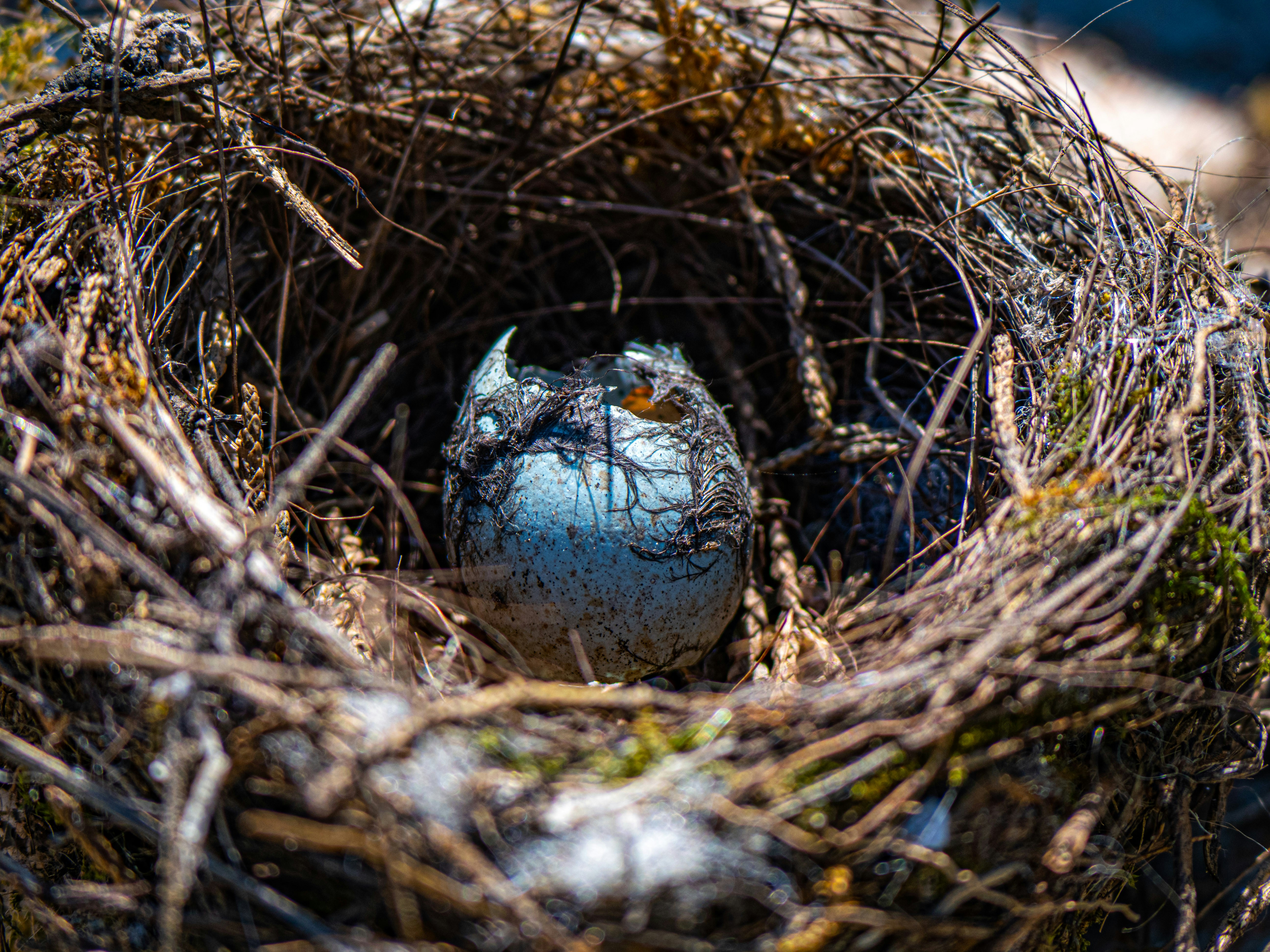 Um ovo de pássaro está eclodindo em seu ninho. foto – Imagem grátis na  Unsplash, image size:3000x2250