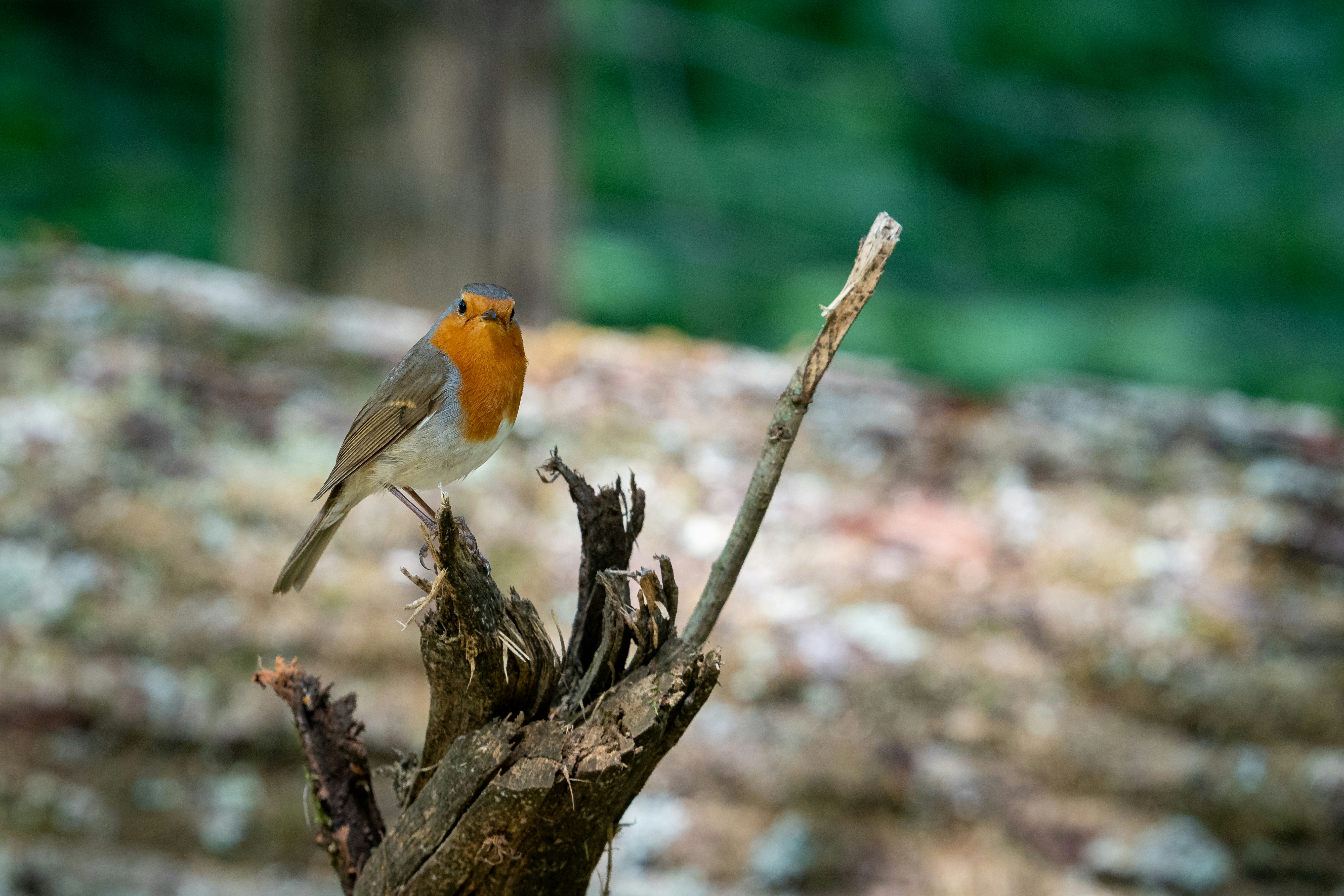 Ein Rotkehlchen ruht auf einem verwitterten Ast.