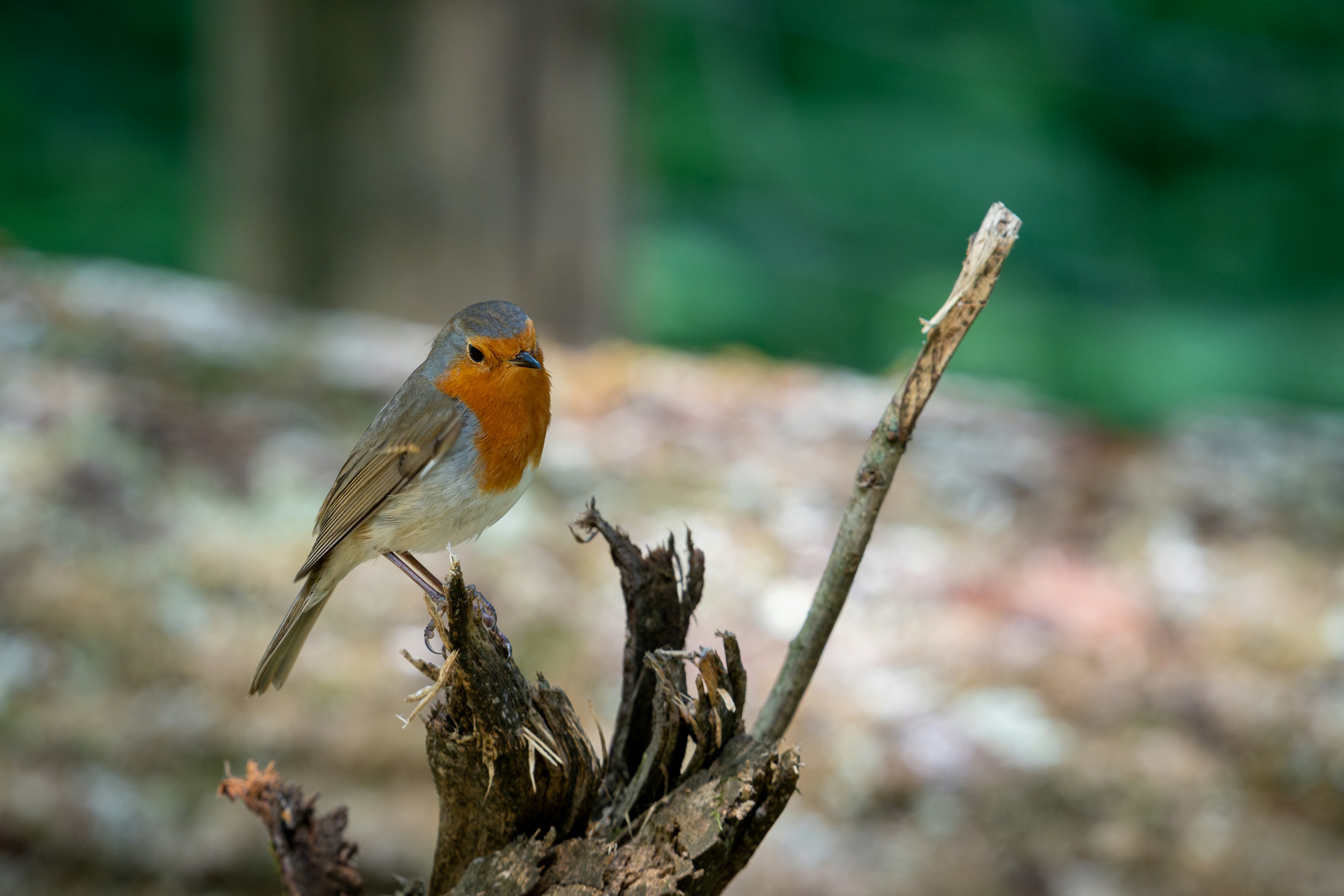 Ein Rotkehlchen sitzt auf einem verwitterten Ast.