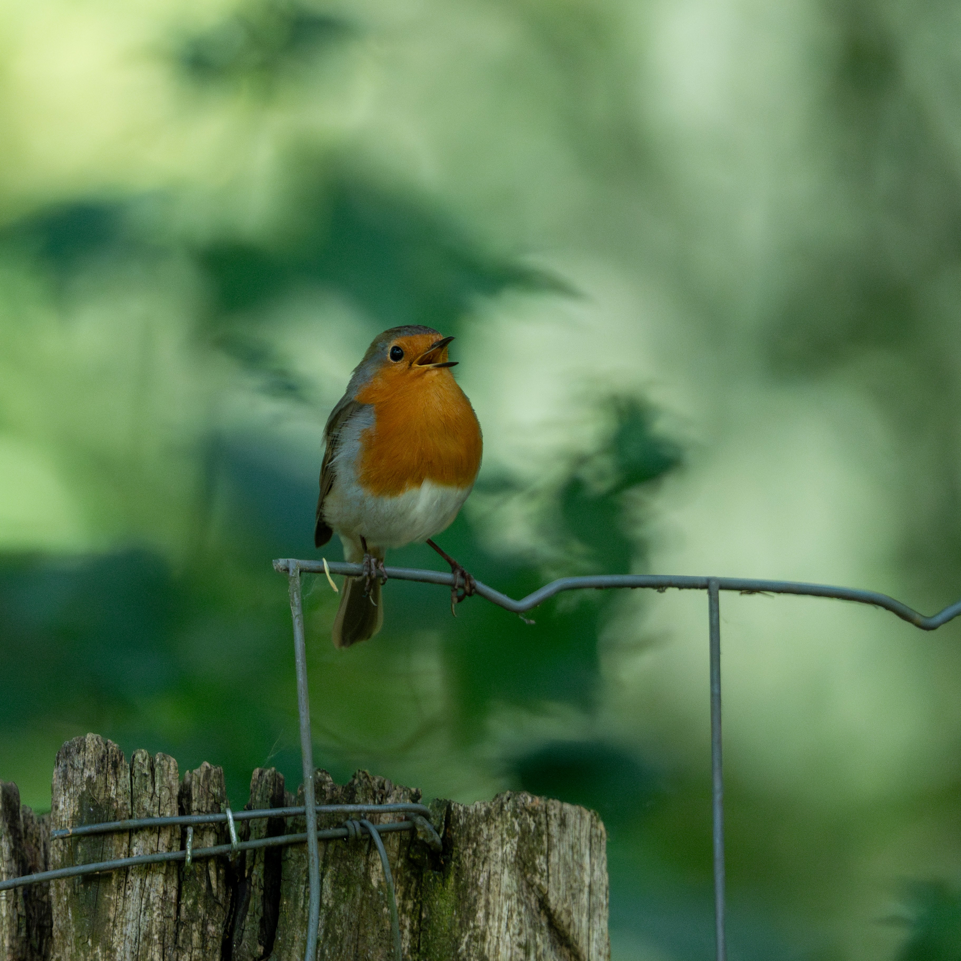 Ein Rotkehlchen singt, während es auf einem Zaun sitzt.