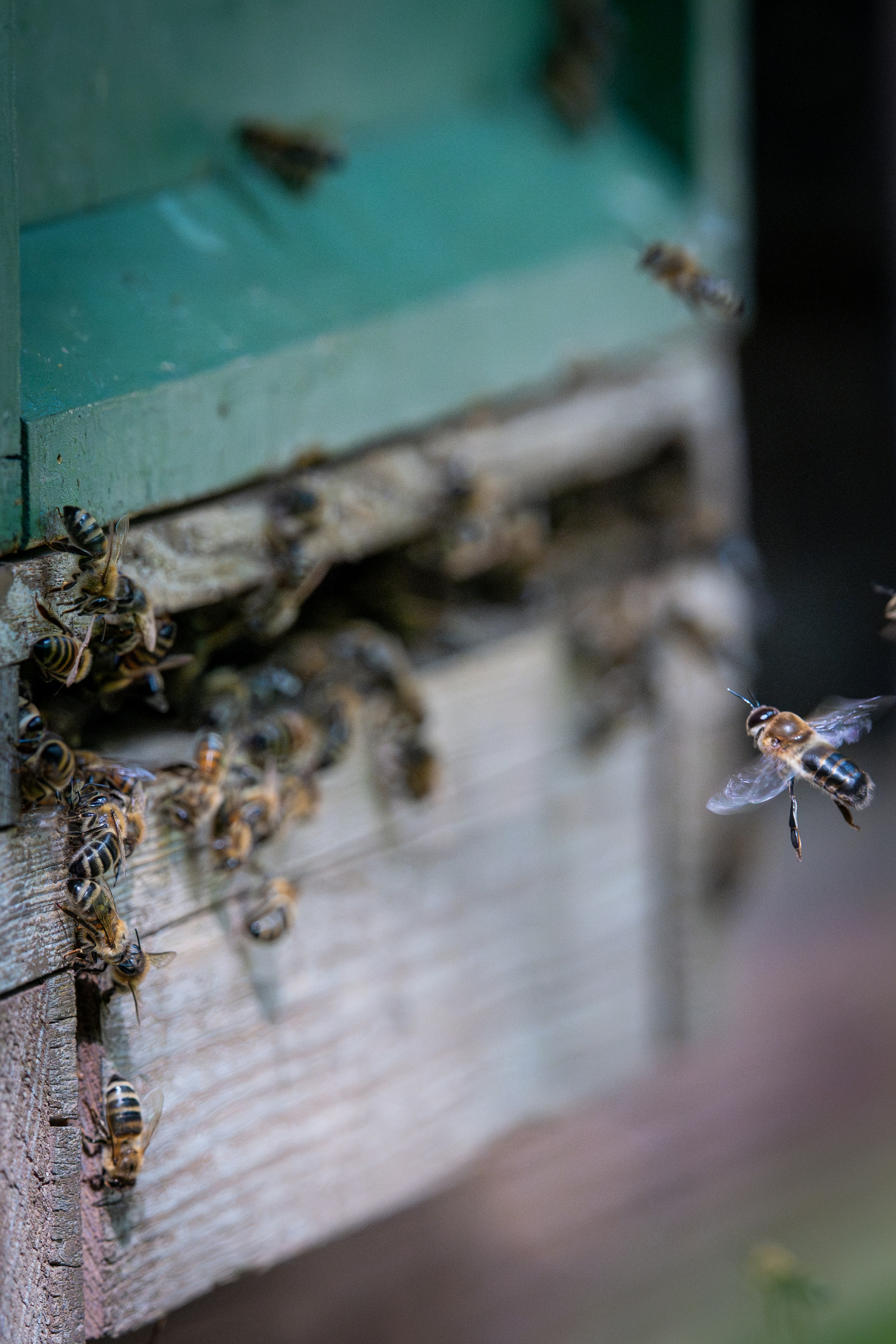 Bienen schwärmen um einen Bienenstock.
