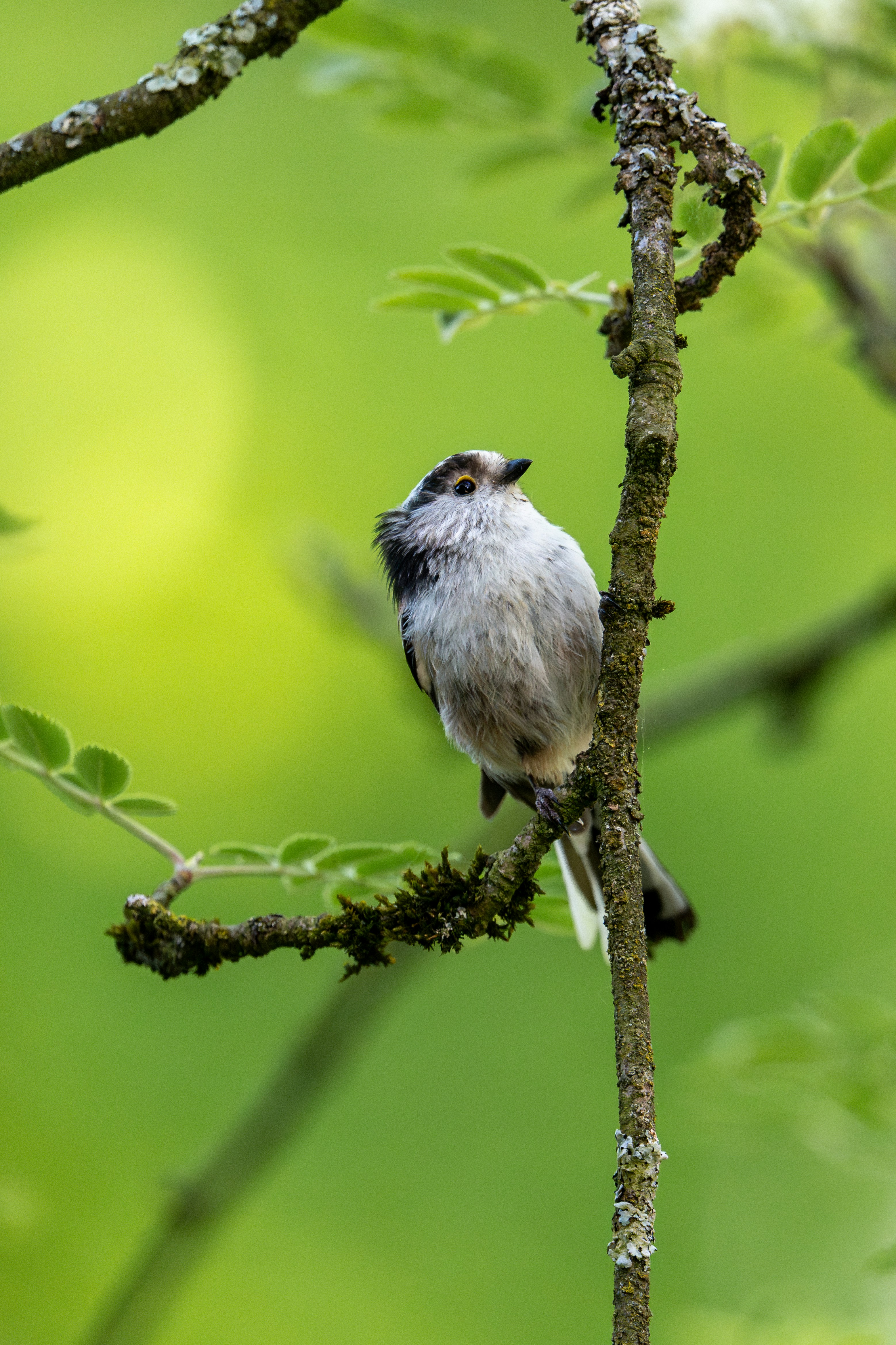 Photo by robertschwarz