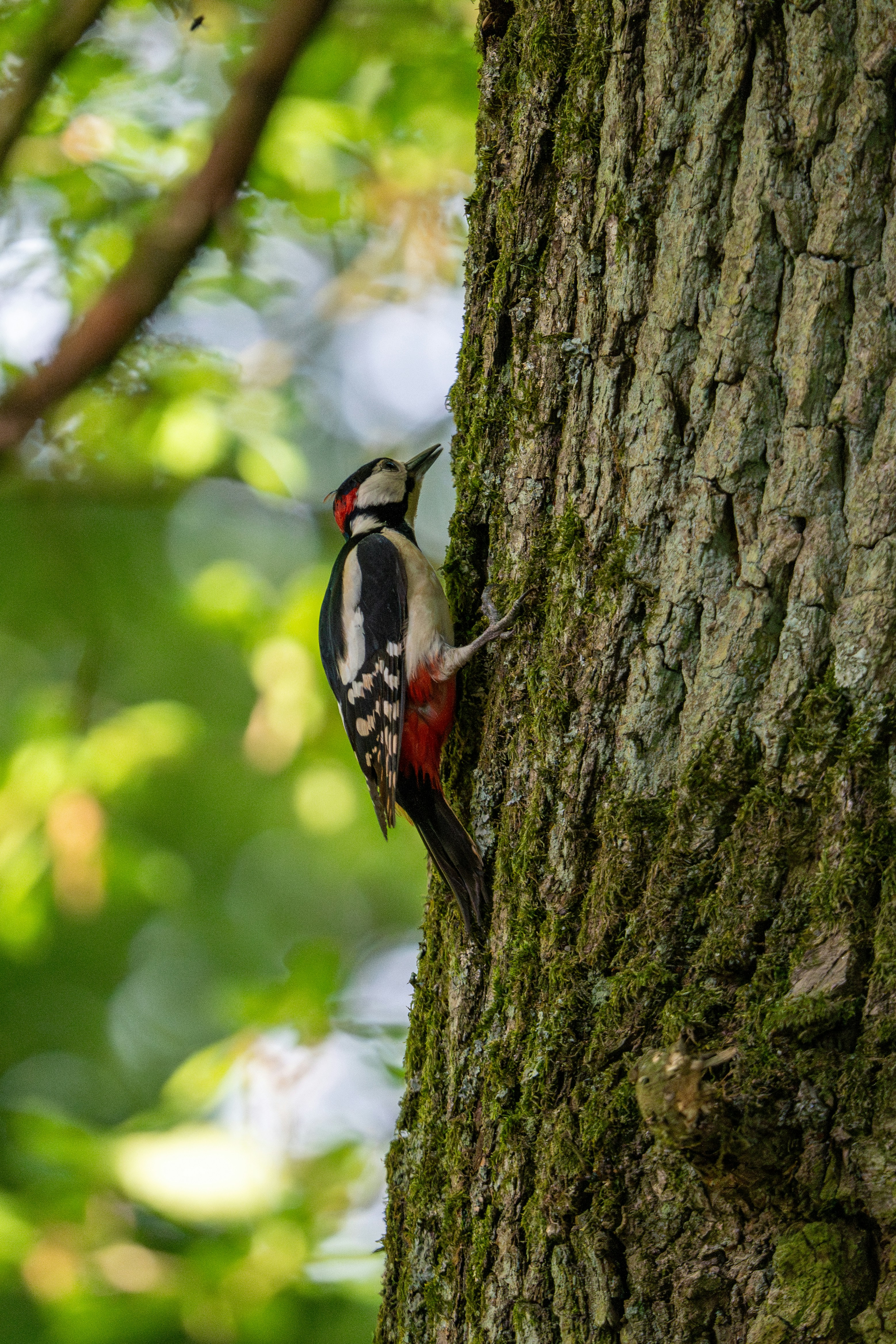 Ein Specht sitzt auf einem Baumstamm.