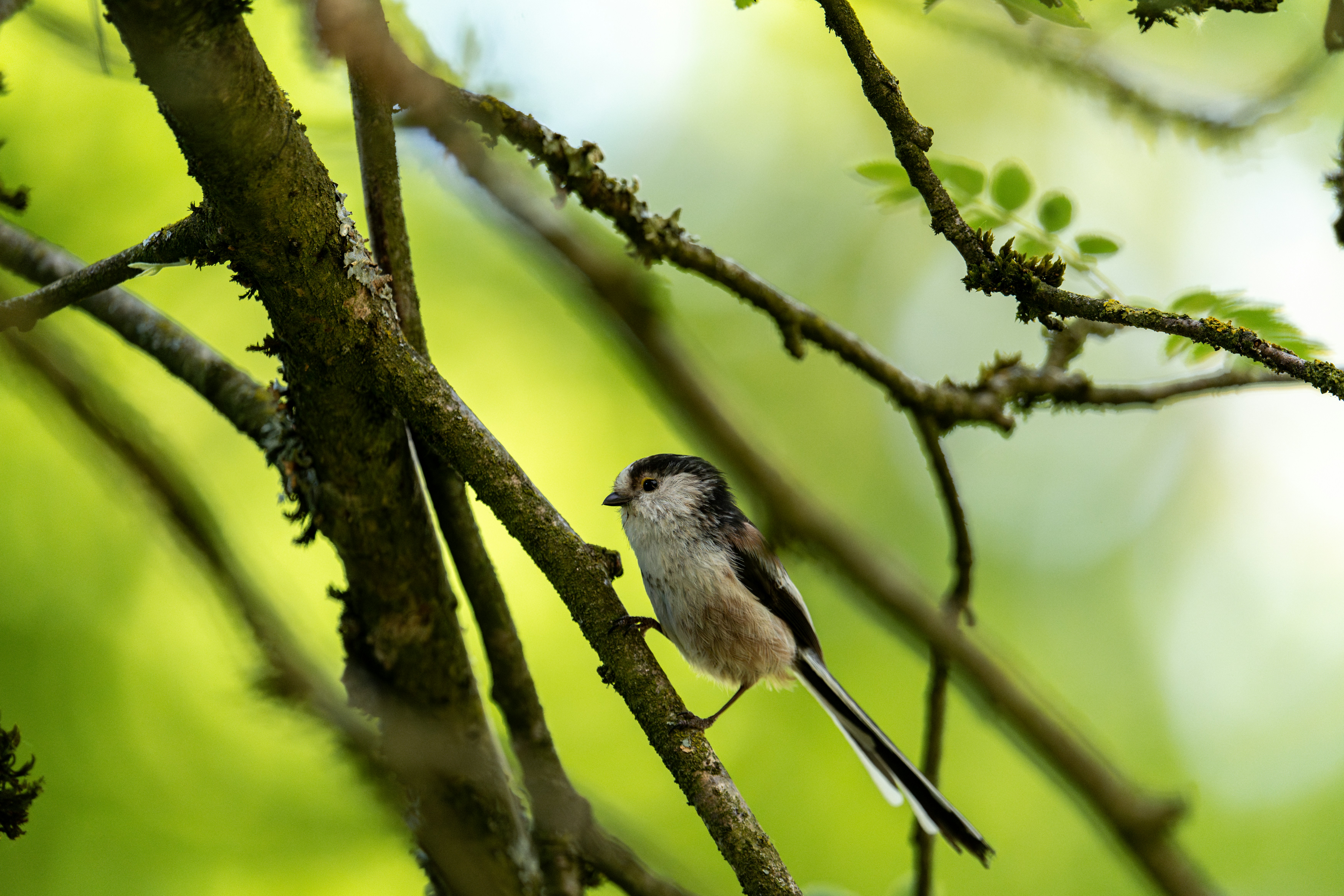 Eine Schwanzmeise sitzt auf einem Ast.