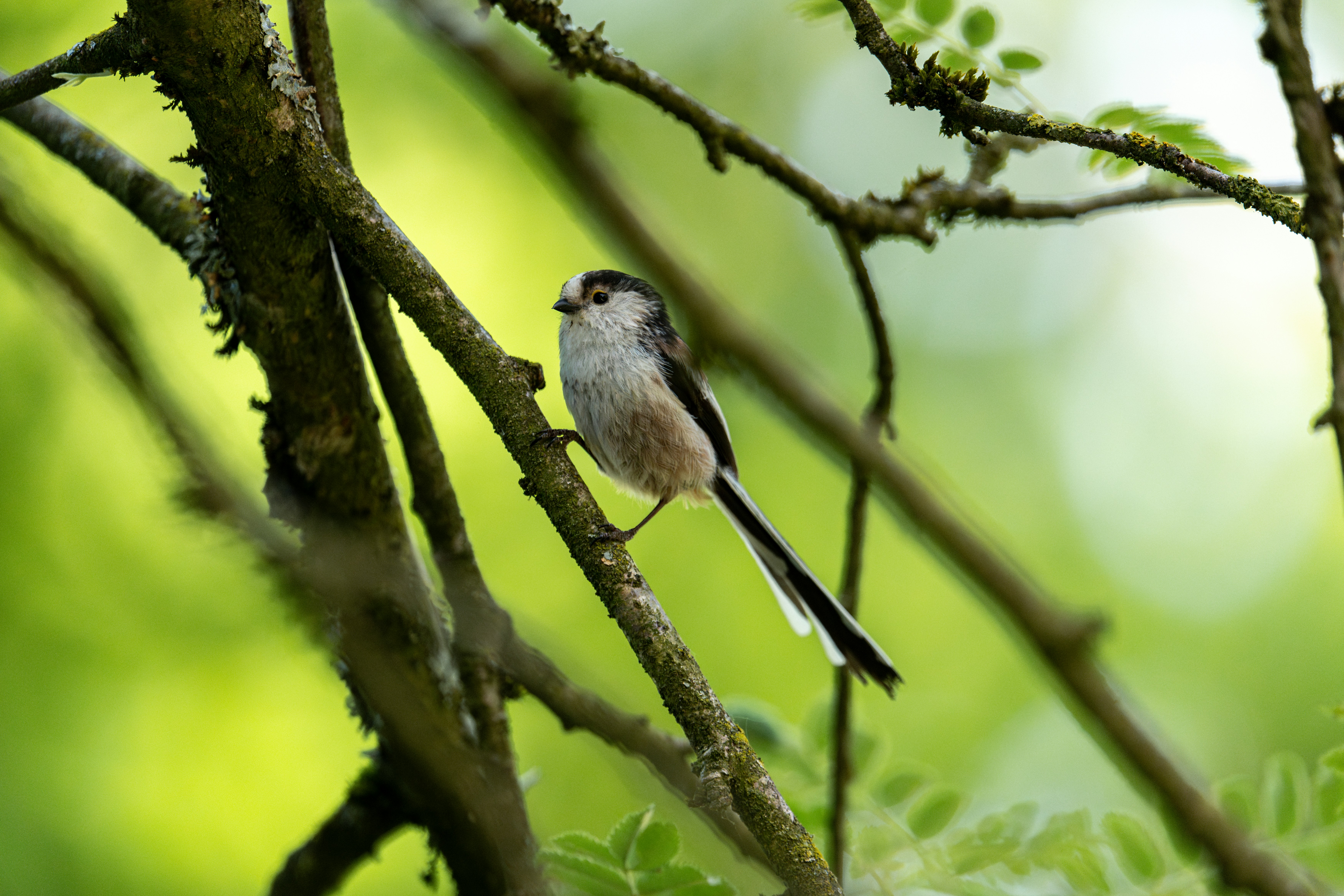 Ein kleiner Vogel sitzt auf einem Ast.