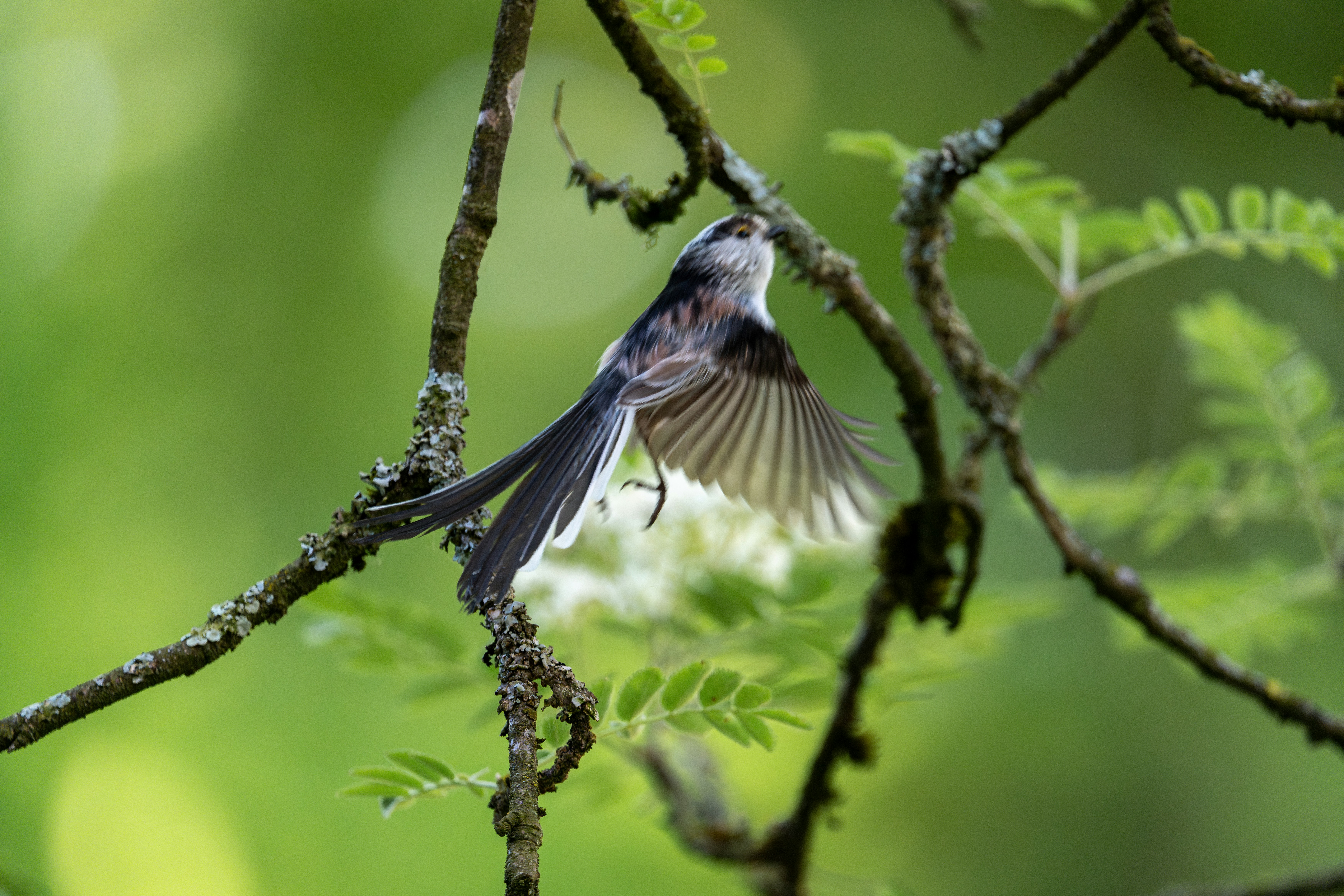 Eine Schwanzmeise breitet ihre Flügel aus.