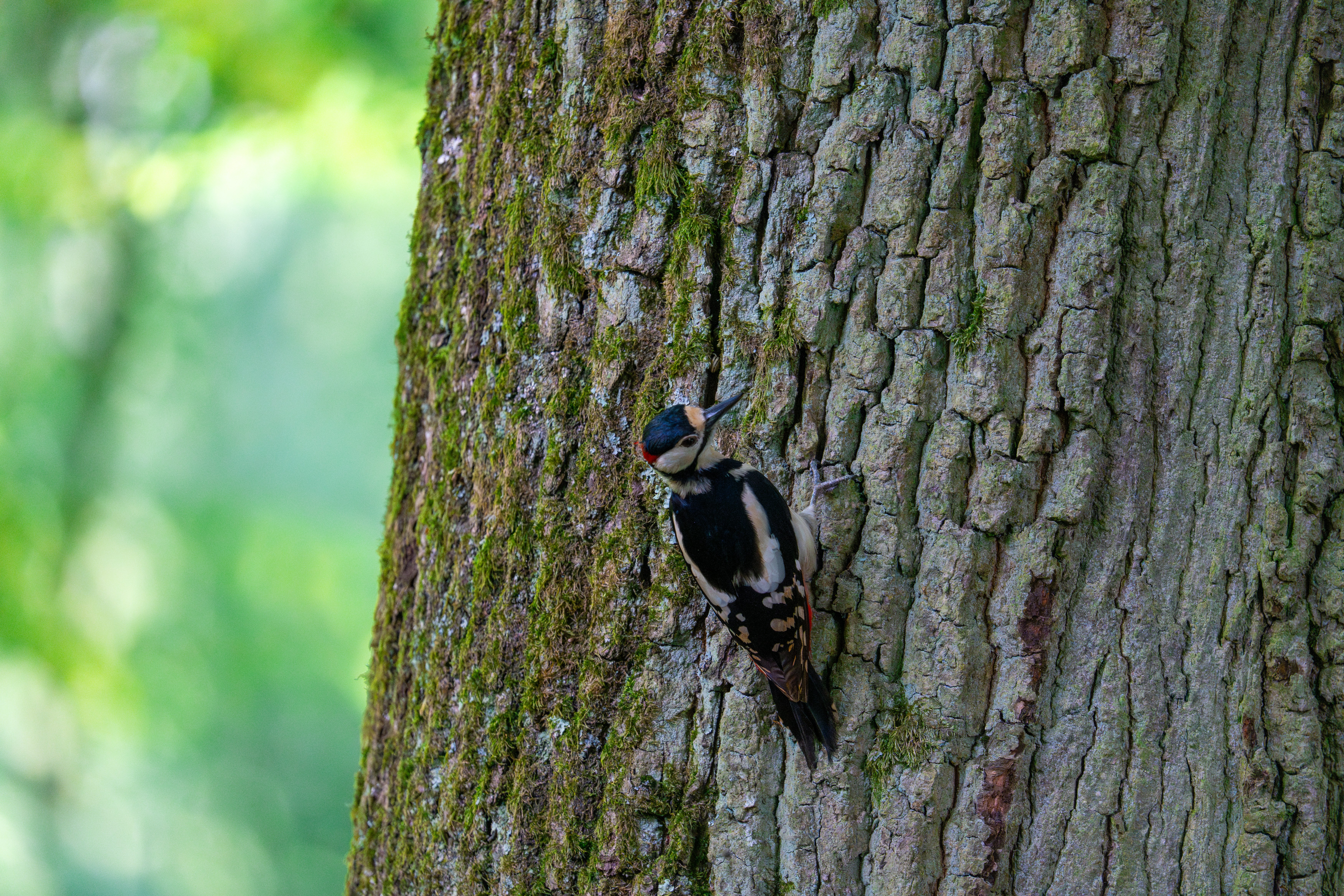 Ein Specht klammert sich an die raue Baumrinde.